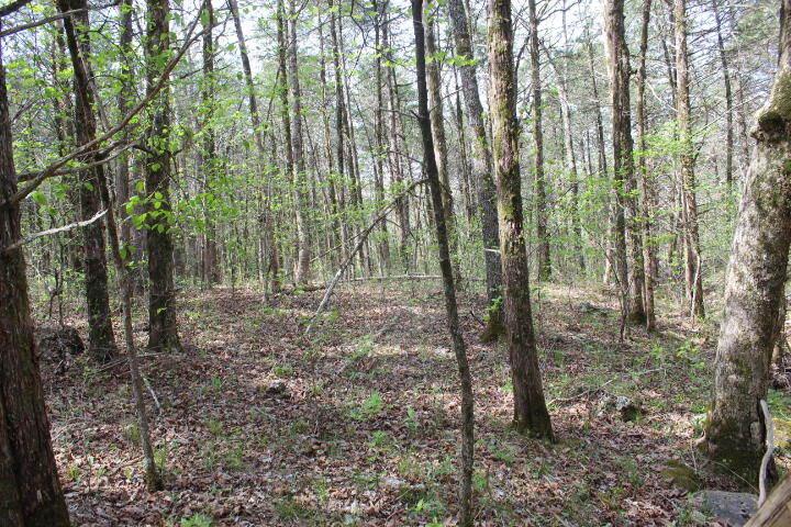 Photo 25 - Land for sale – 000  County Road 831   Gainesville, MO