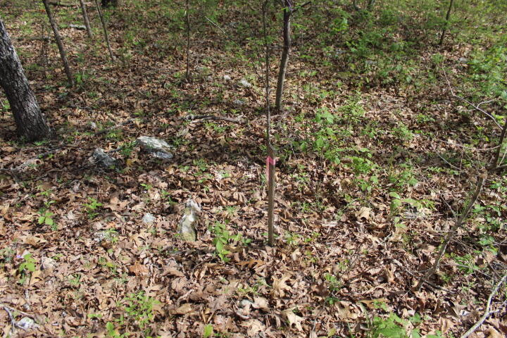Photo 9 - Land for sale – 000  County Road 831   Gainesville, MO