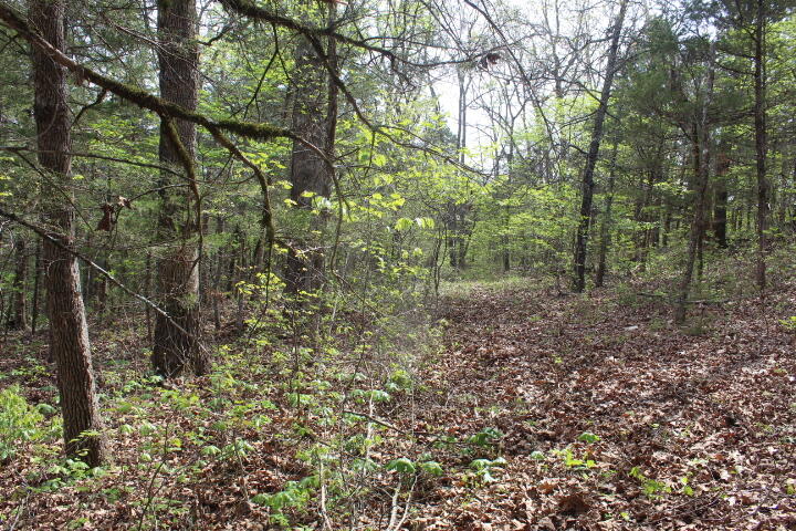 Photo 36 - Land for sale – 000  County Road 831   Gainesville, MO