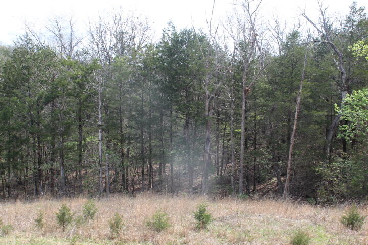 Photo 32 - Land for sale – 000  County Road 831   Gainesville, MO