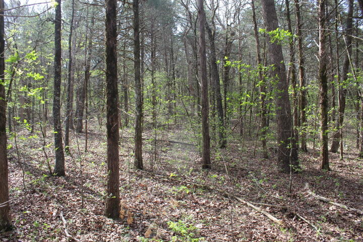 Photo 27 - Land for sale – 000  County Road 831   Gainesville, MO