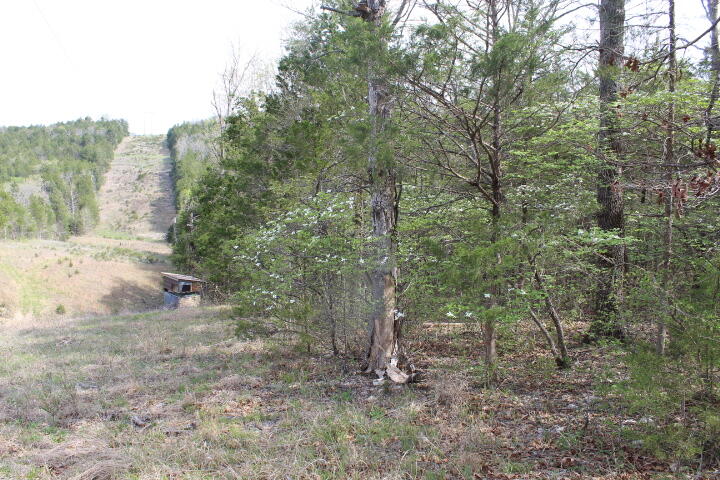 Land for sale – 000  County Road 831   Gainesville, MO