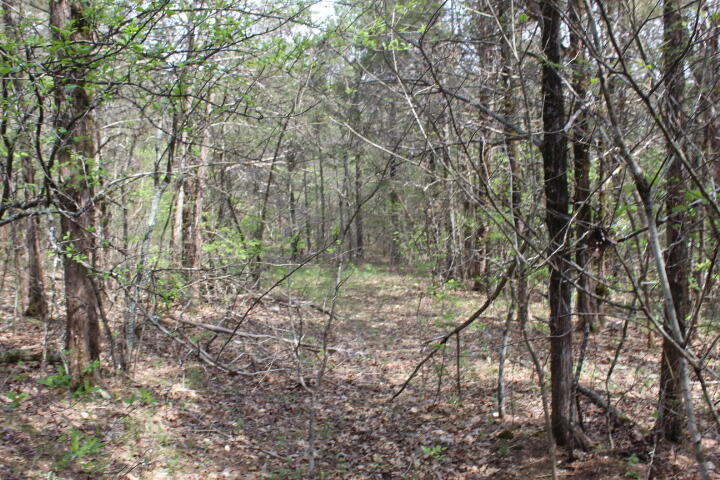 Photo 38 - Land for sale – 000  County Road 831   Gainesville, MO
