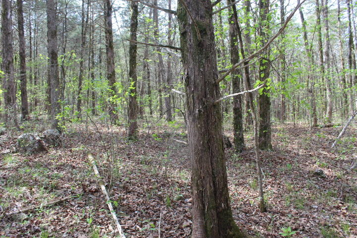 Photo 26 - Land for sale – 000  County Road 831   Gainesville, MO