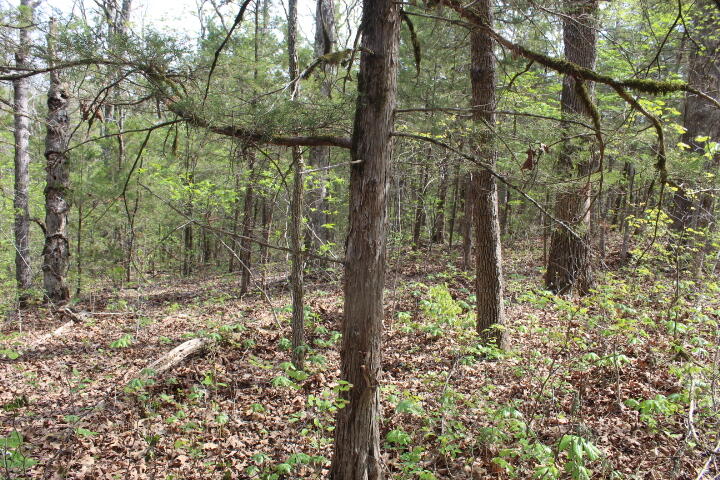 Photo 35 - Land for sale – 000  County Road 831   Gainesville, MO