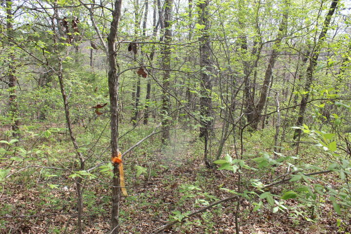 Photo 12 - Land for sale – 000  County Road 831   Gainesville, MO