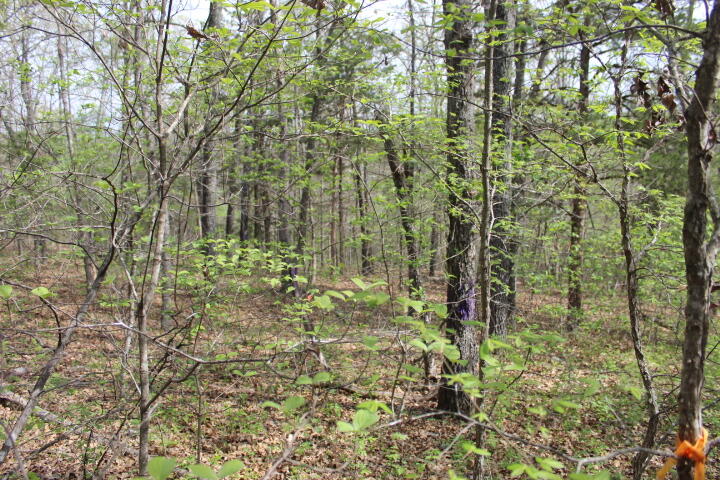 Photo 11 - Land for sale – 000  County Road 831   Gainesville, MO