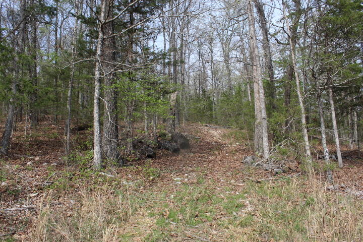 Photo 4 - Land for sale – 000  County Road 831   Gainesville, MO