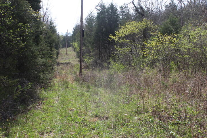 Photo 14 - Land for sale – 000  County Road 831   Gainesville, MO