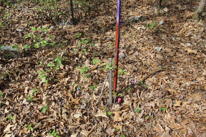 Photo 5 - Land for sale – 000  County Road 831   Gainesville, MO