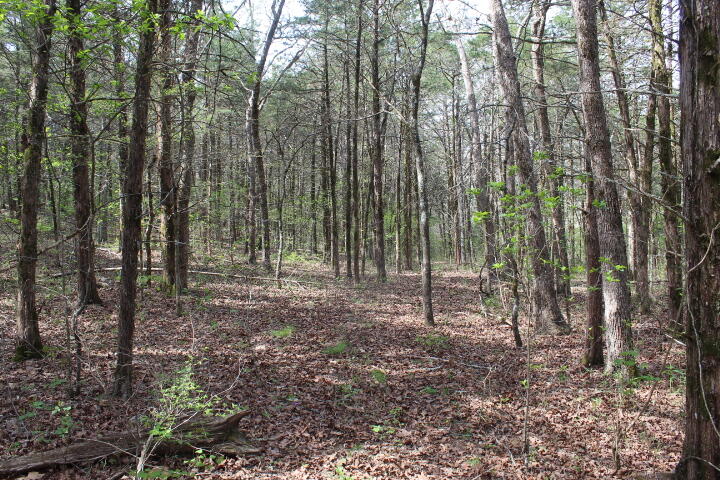 Photo 22 - Land for sale – 000  County Road 831   Gainesville, MO