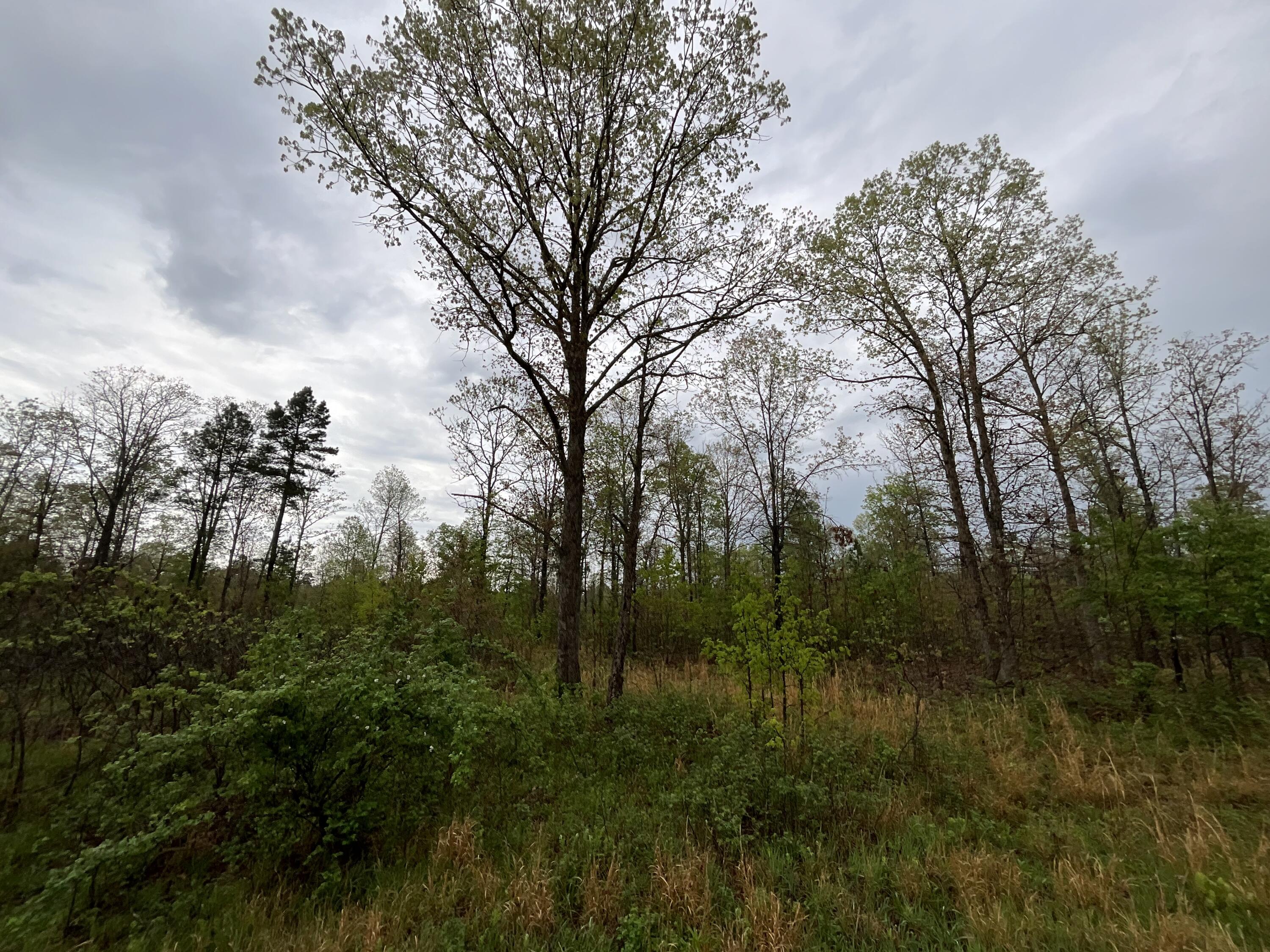 Photo 9 - Land for sale – Lot 9  Lake Way  Winona, MO
