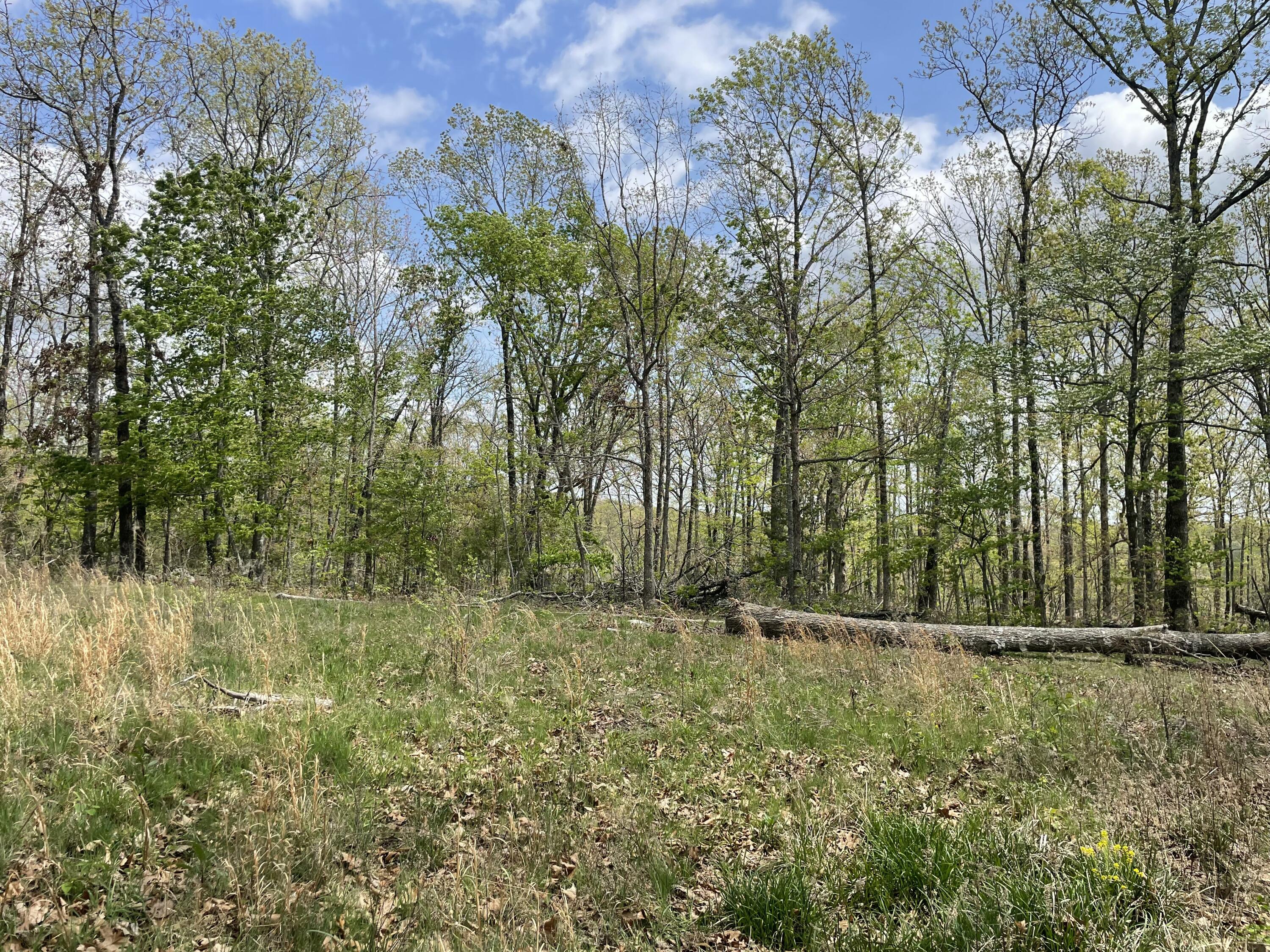 Photo 9 - Land for sale – 000  State Hwy N Tract B   Ava, MO