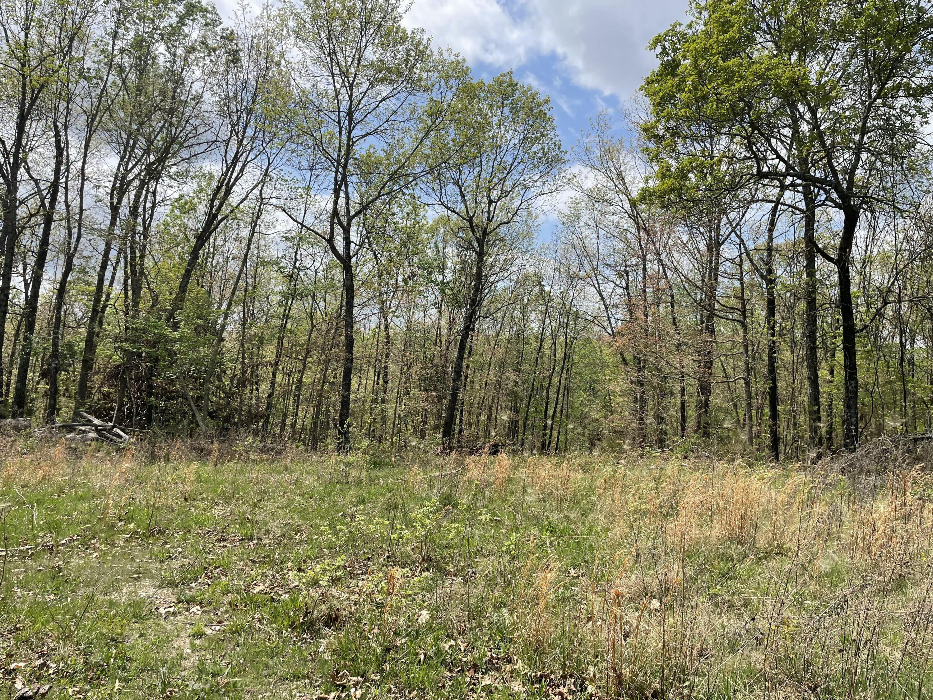 Photo 4 - Land for sale – 000  State Hwy N Tract B   Ava, MO