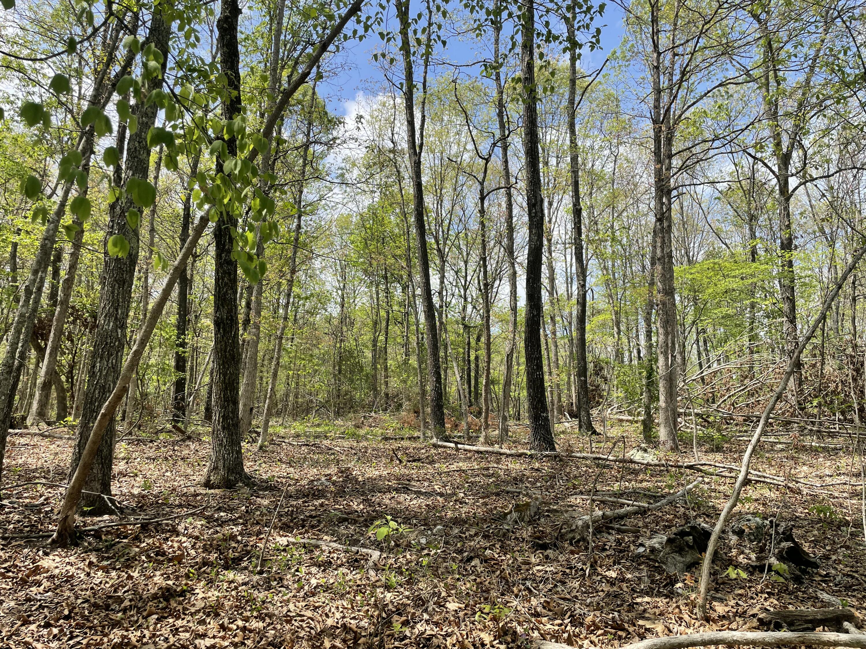 Photo 18 - Land for sale – 000  State Hwy N Tract B   Ava, MO
