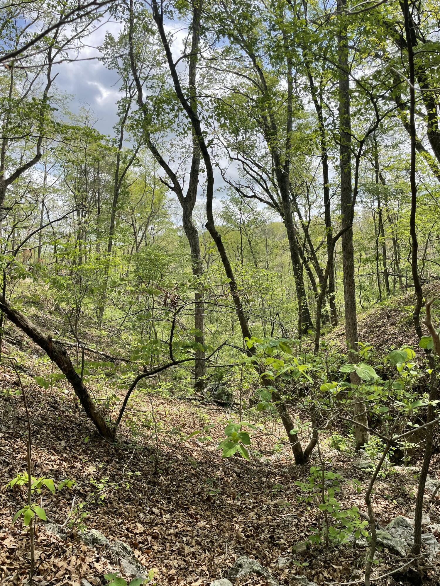 Photo 15 - Land for sale – 000  State Hwy N Tract B   Ava, MO