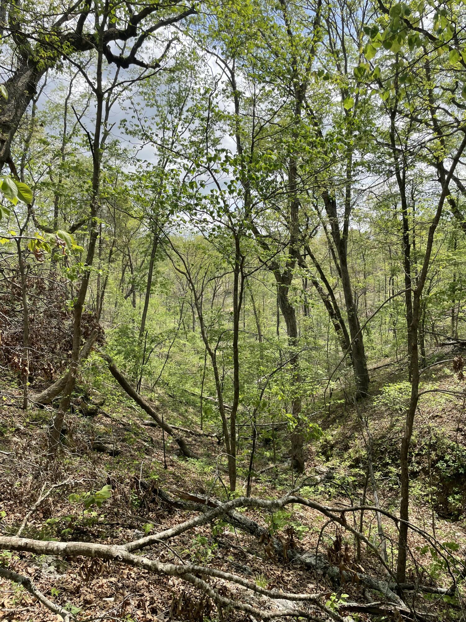 Photo 12 - Land for sale – 000  State Hwy N Tract B   Ava, MO