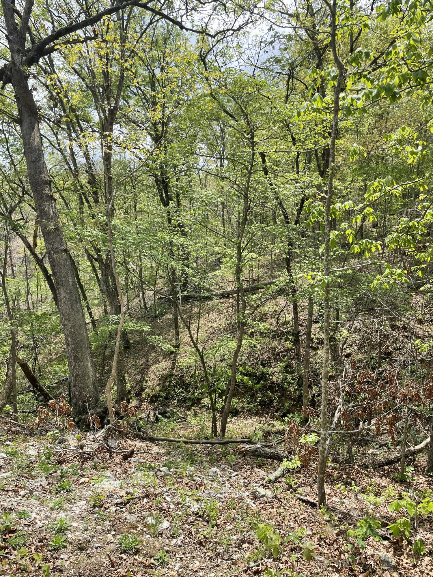 Photo 11 - Land for sale – 000  State Hwy N Tract B   Ava, MO