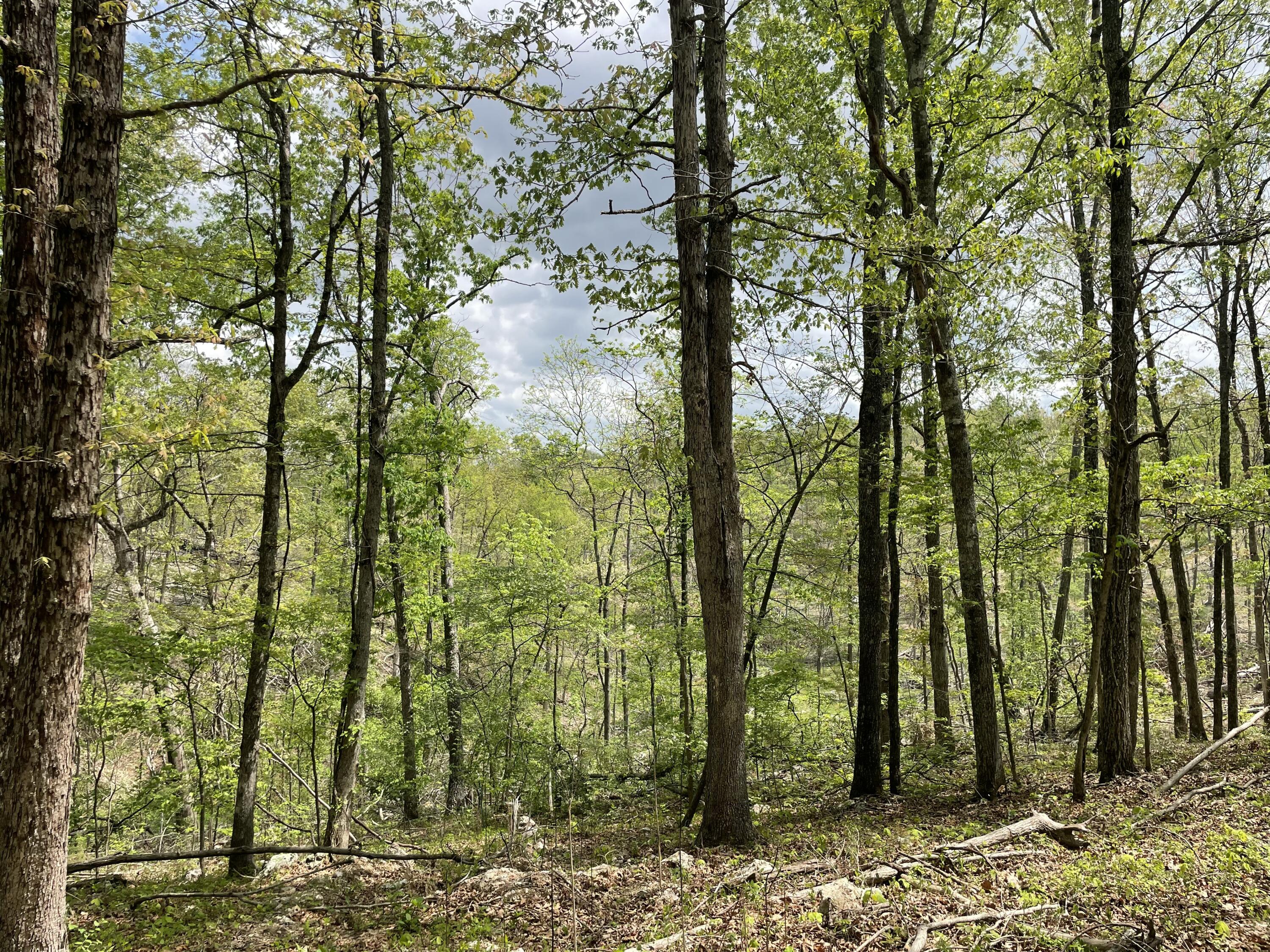 Photo 12 - Land for sale – 000  State Hwy N, Tract C   Ava, MO