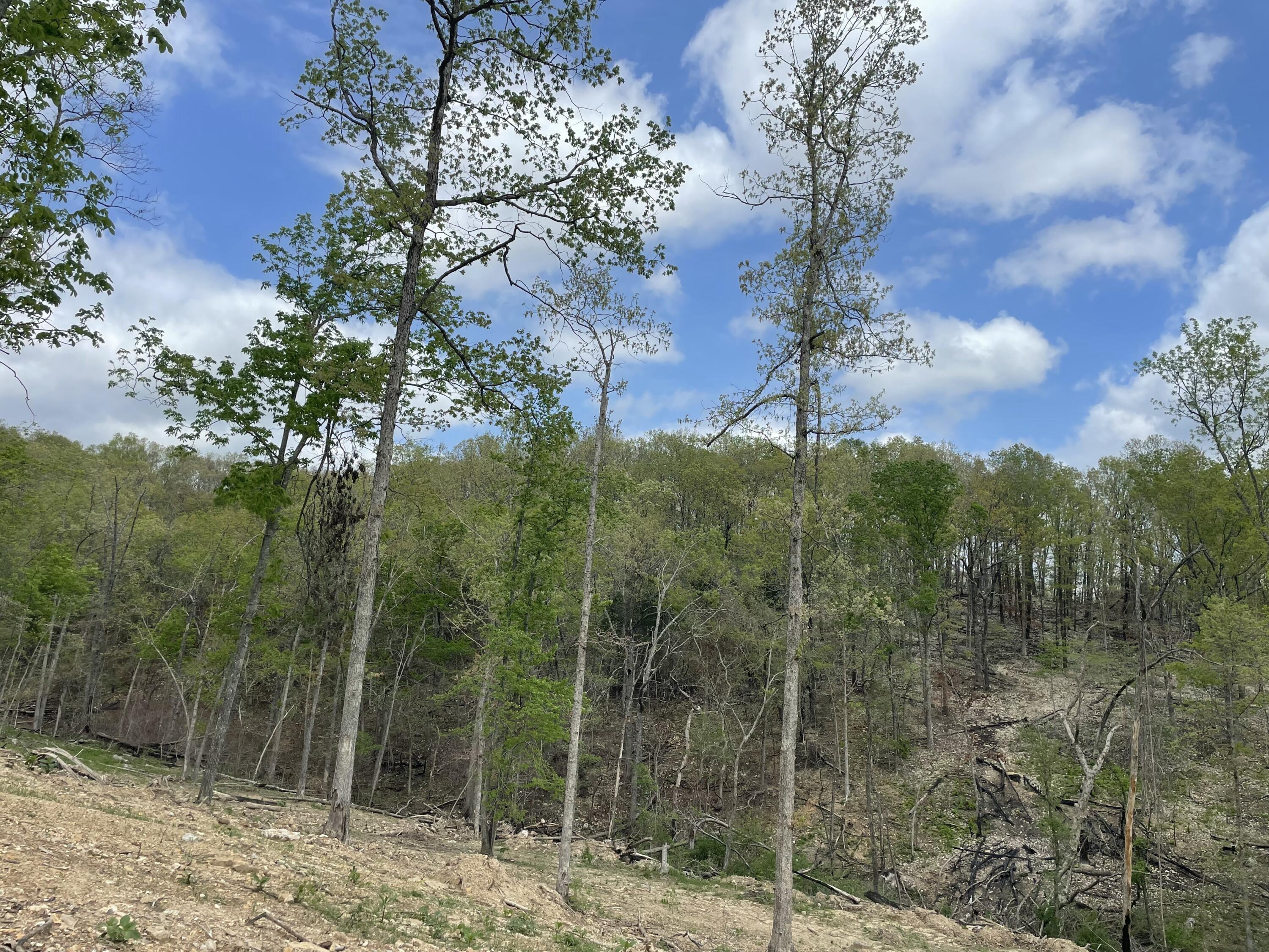 Photo 16 - Land for sale – 000  State Hwy N, Tract C   Ava, MO