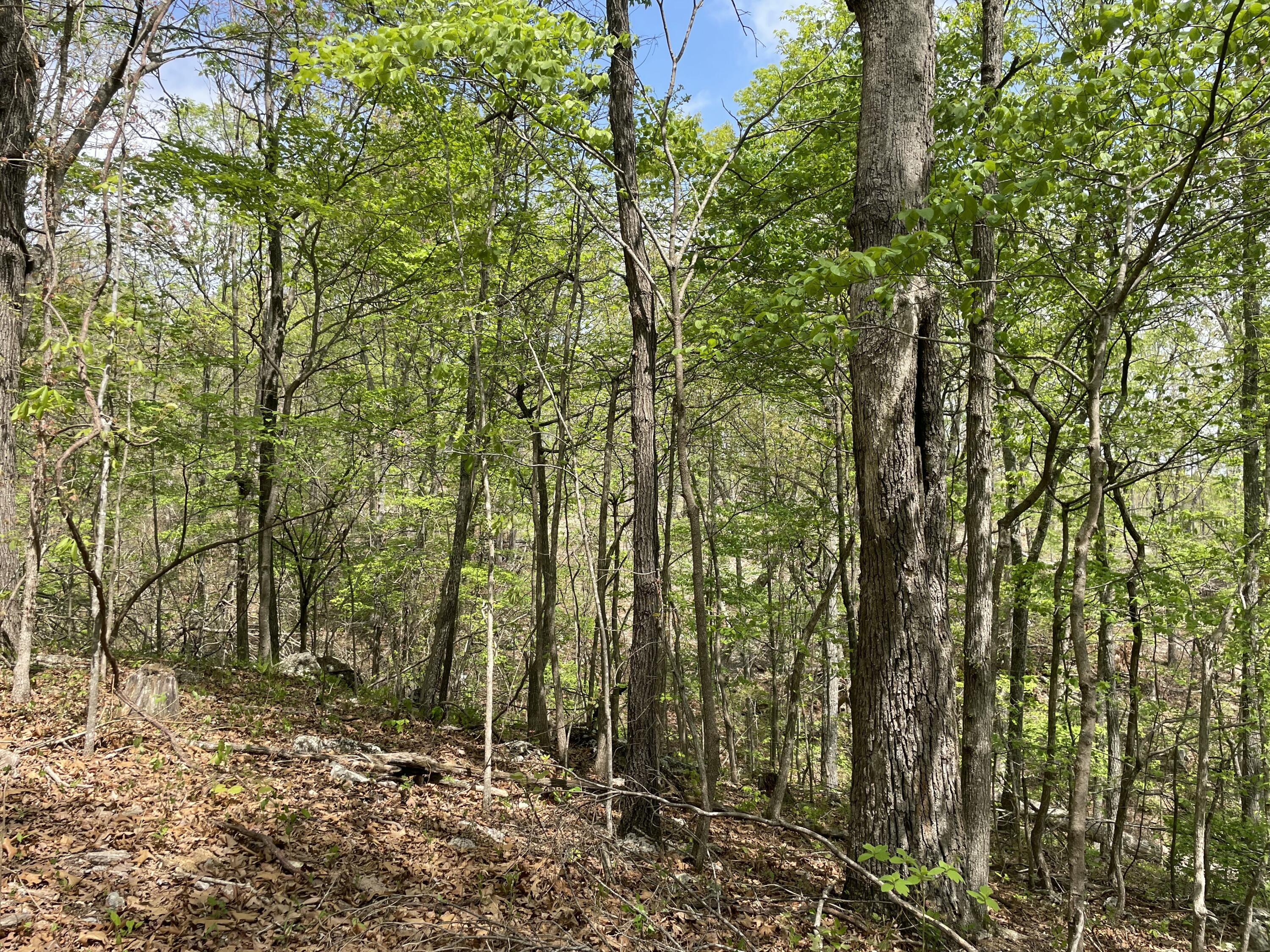 Photo 11 - Land for sale – 000  State Hwy N, Tract C   Ava, MO