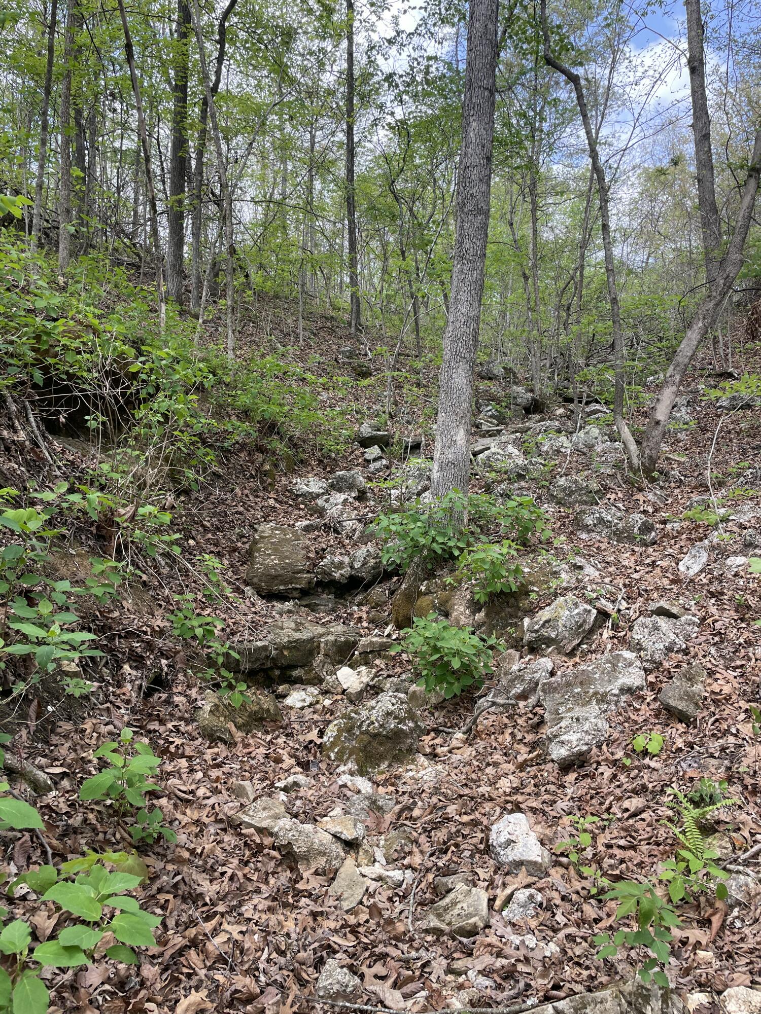 Photo 14 - Land for sale – 000  State Hwy N, Tract C   Ava, MO
