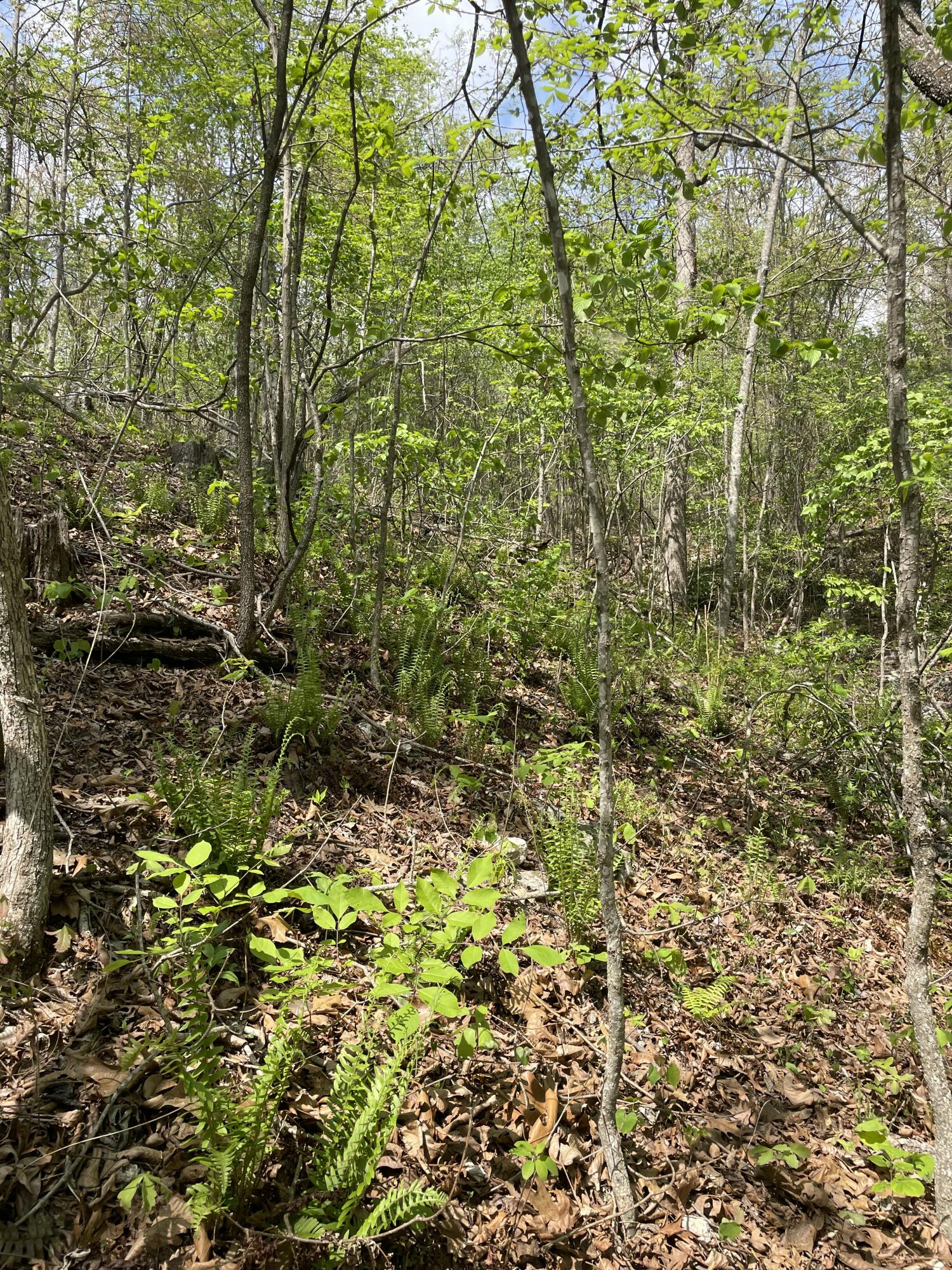 Photo 7 - Land for sale – 000  State Hwy N, Tract C   Ava, MO