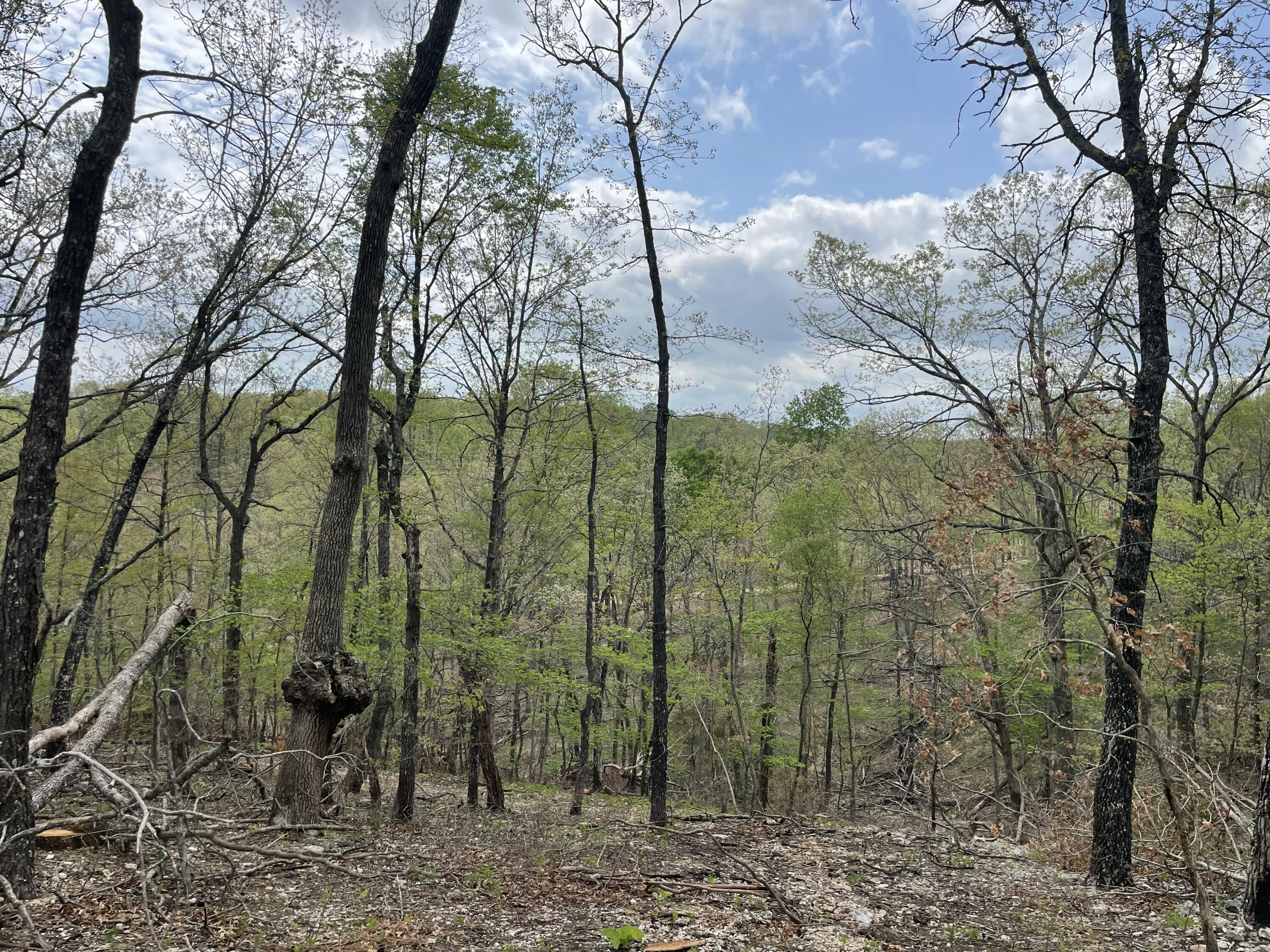 Photo 12 - Land for sale – 000  St. Hwy N Tract D   Ava, MO