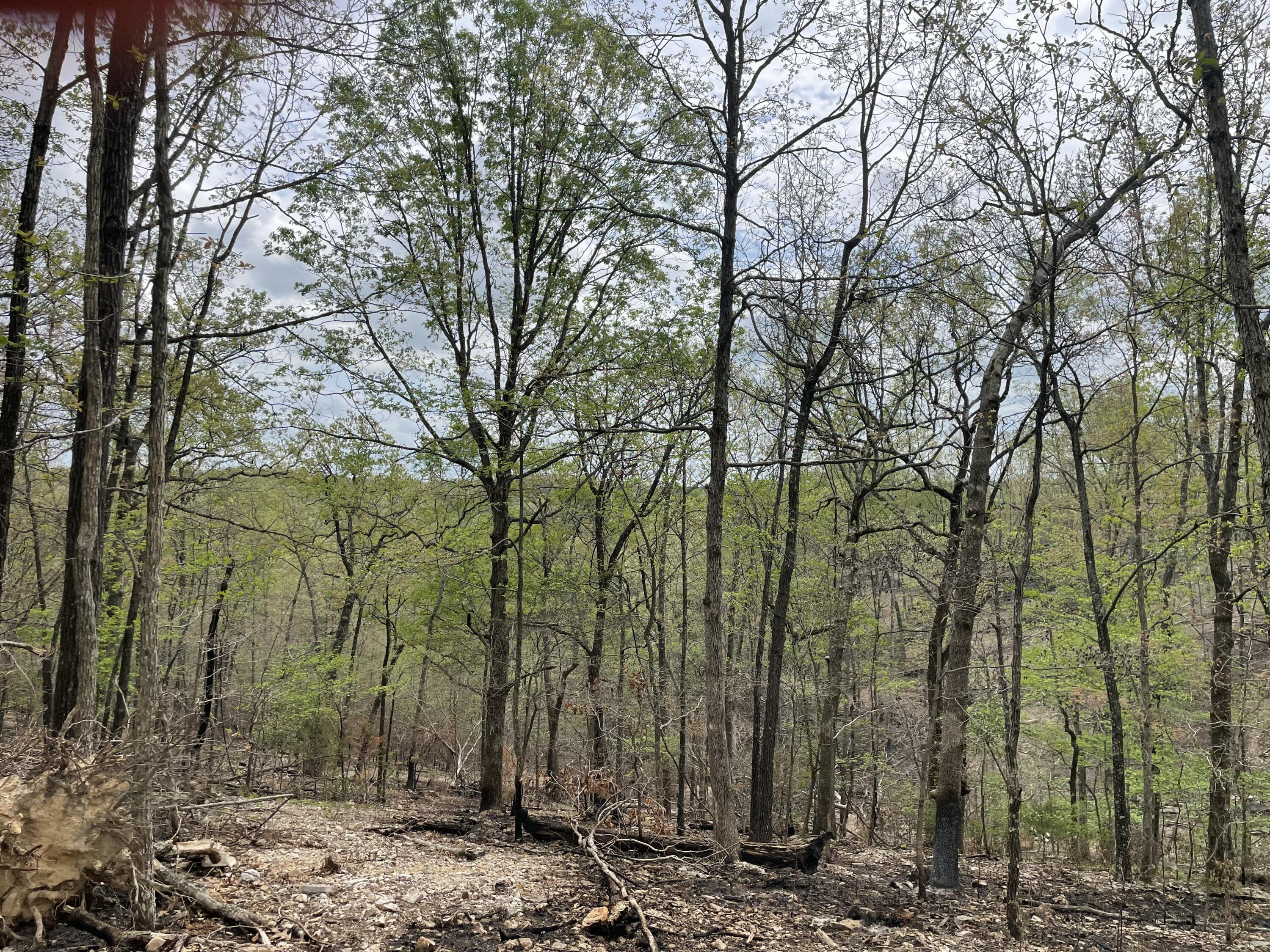 Photo 3 - Land for sale – 000  St. Hwy N Tract D   Ava, MO