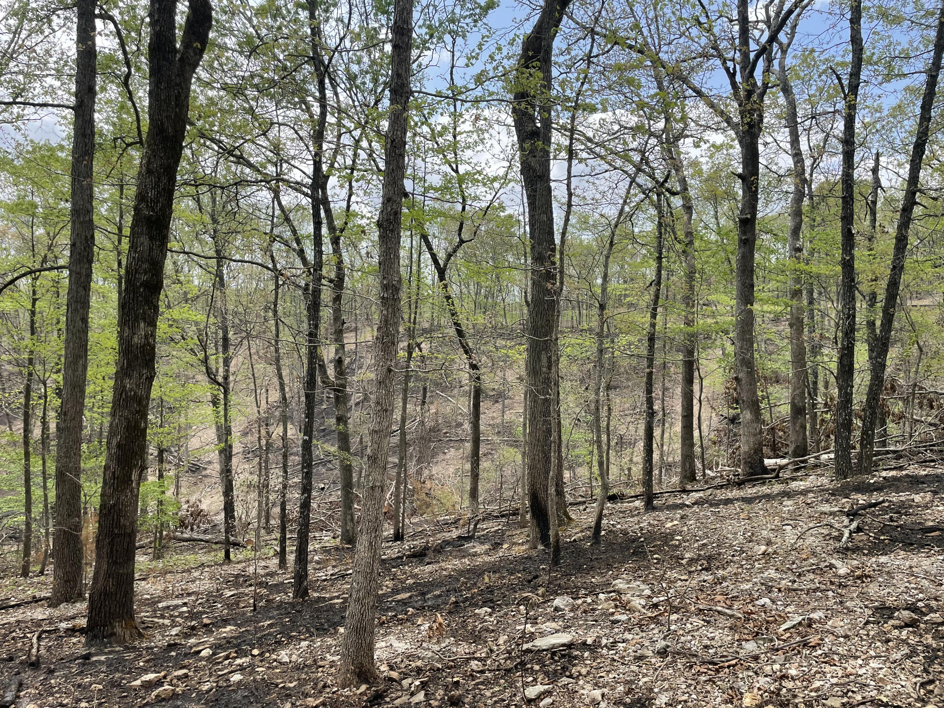 Photo 4 - Land for sale – 000  St. Hwy N Tract D   Ava, MO