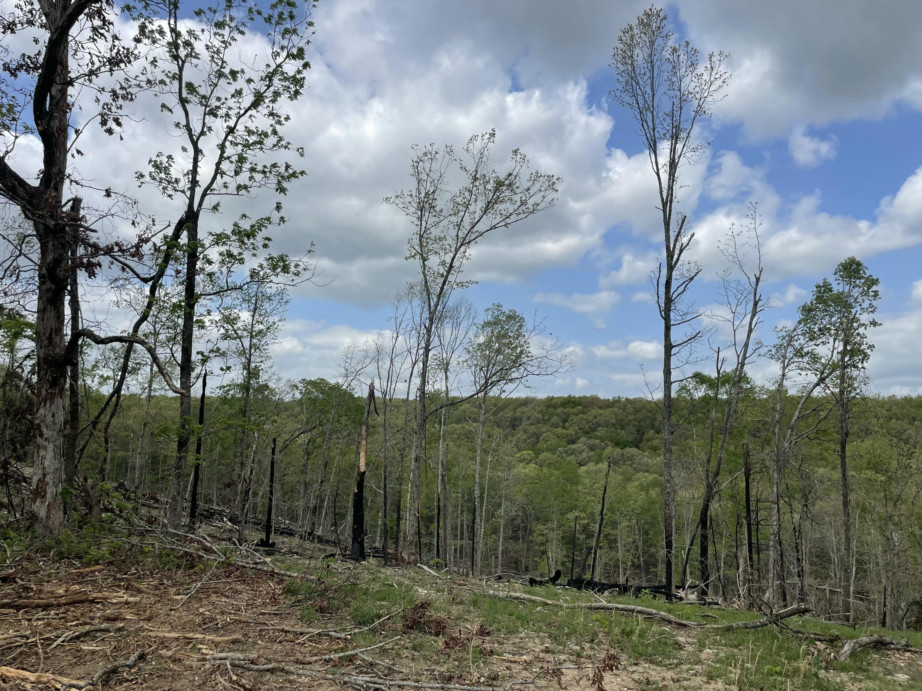 Photo 37 - Land for sale – 000  State Hwy N, Tract G   Ava, MO