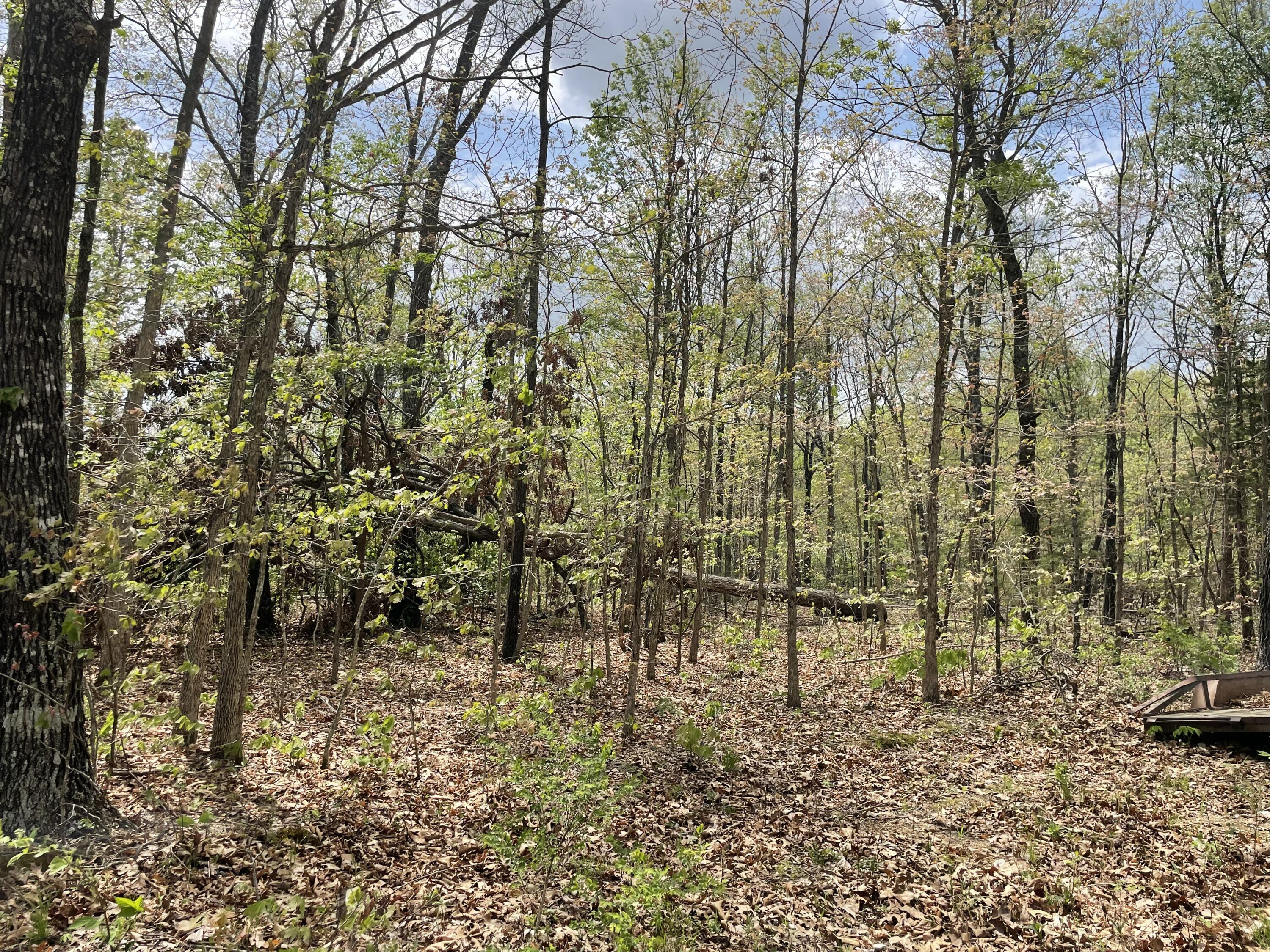 Photo 6 - Land for sale – 000  State Hwy N, Tract G   Ava, MO