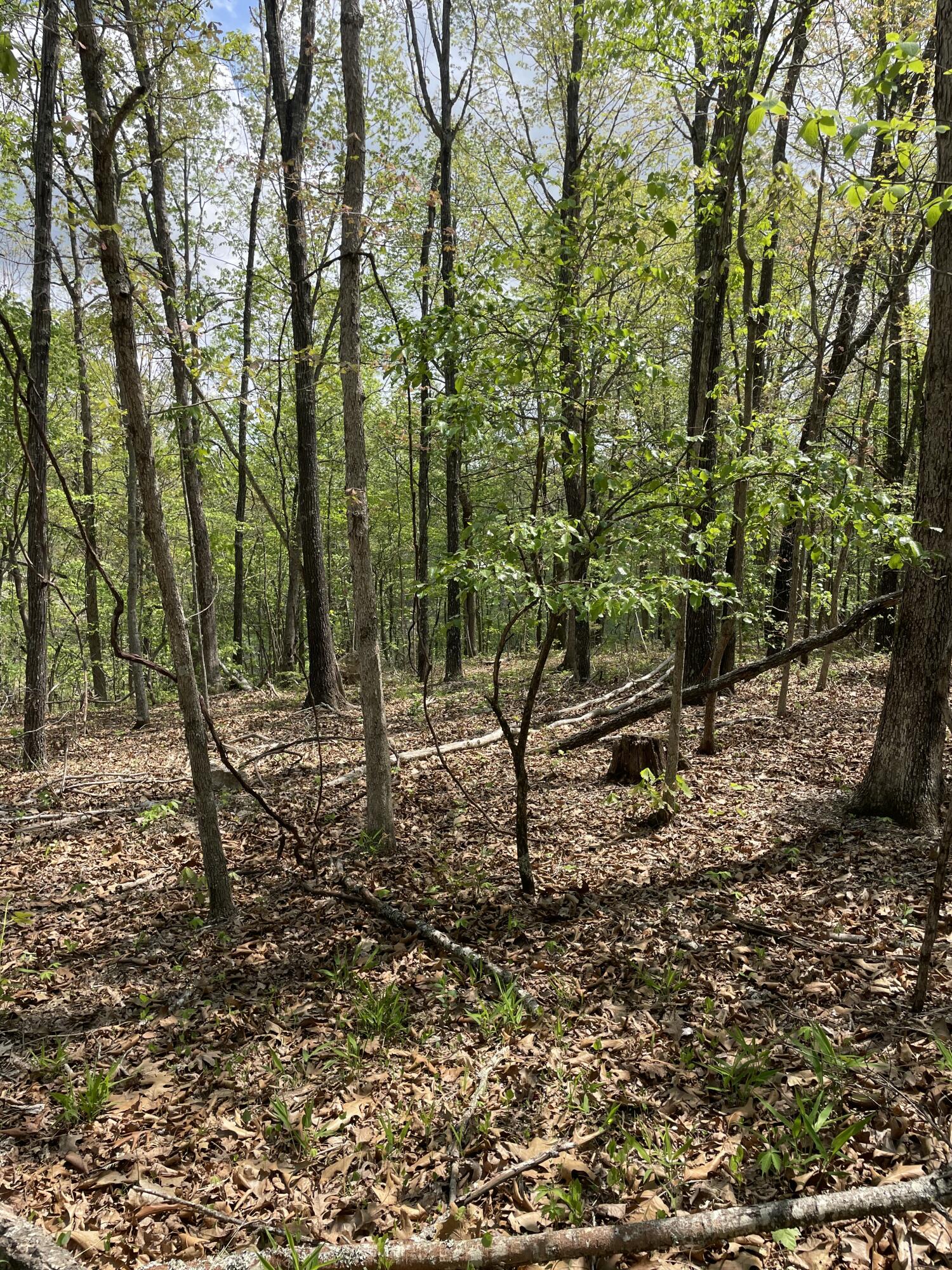 Photo 17 - Land for sale – 000  State Hwy N, Tract G   Ava, MO