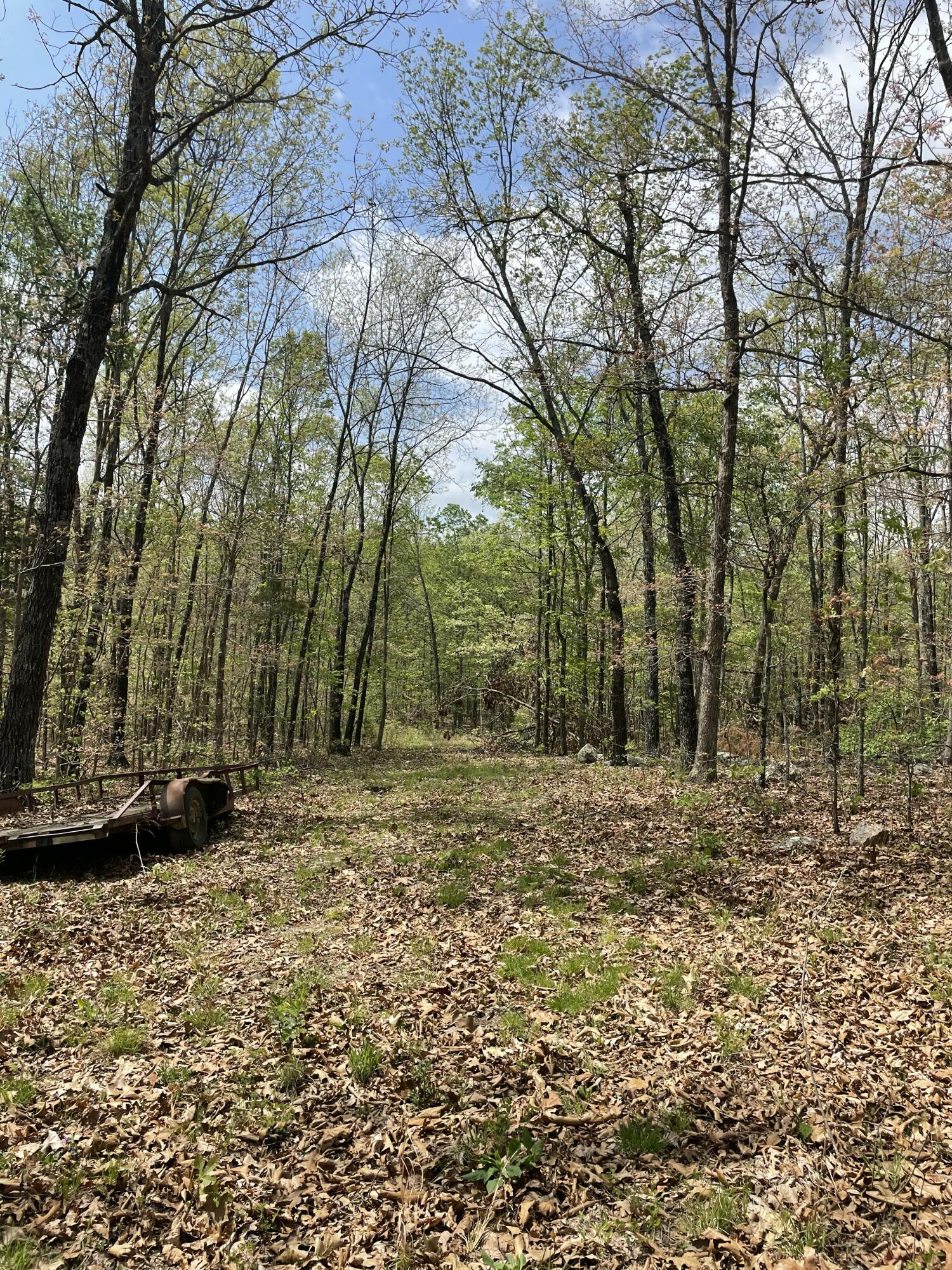 Photo 4 - Land for sale – 000  State Hwy N, Tract G   Ava, MO