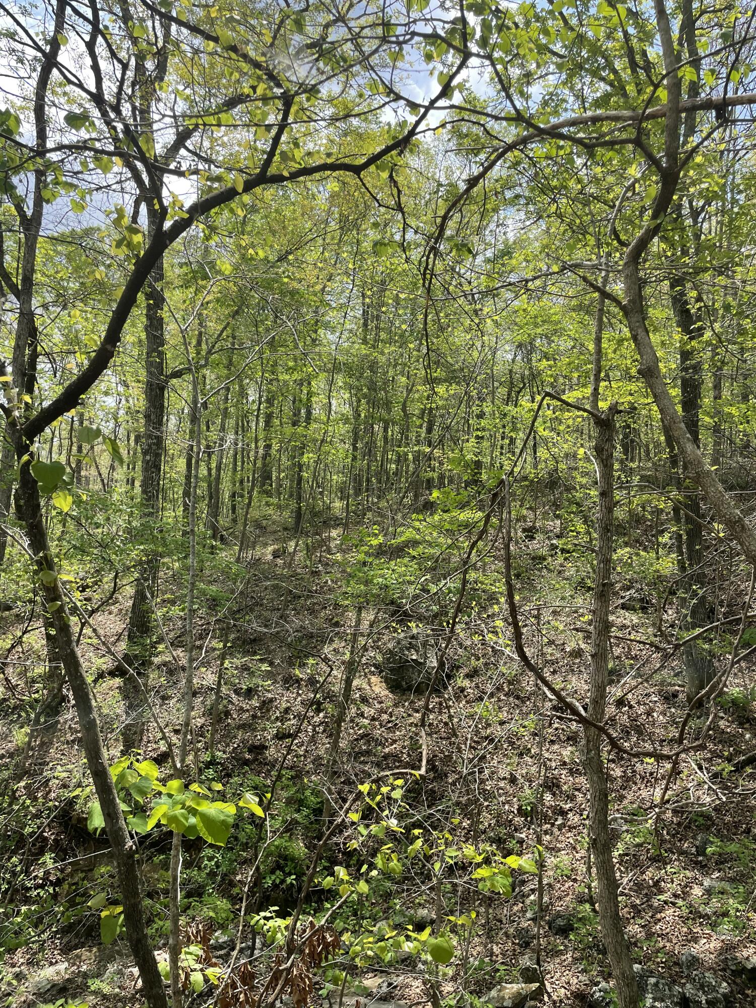 Photo 11 - Land for sale – 000  State Hwy N, Tract G   Ava, MO