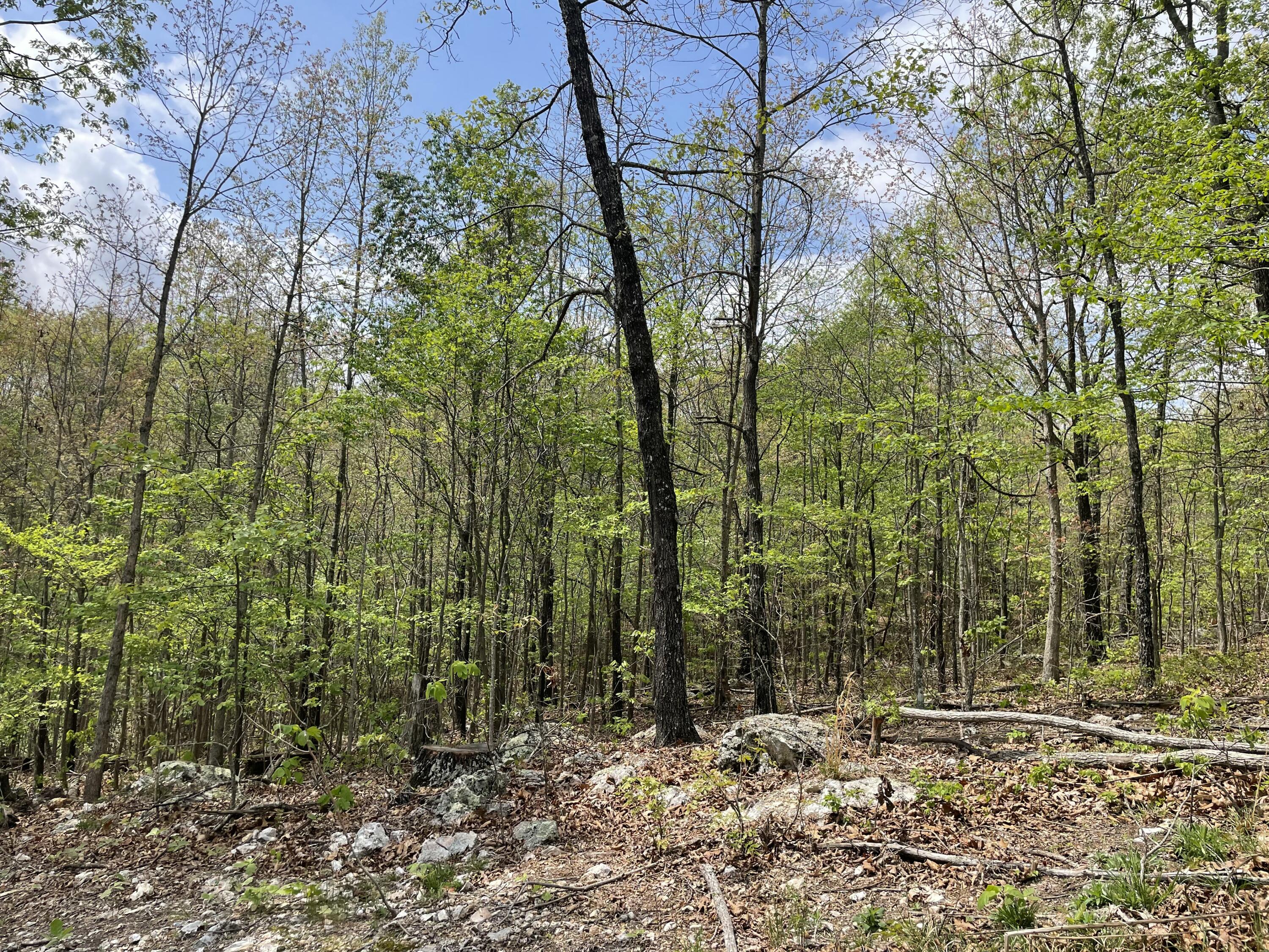Photo 8 - Land for sale – 000  State Hwy N, Tract G   Ava, MO
