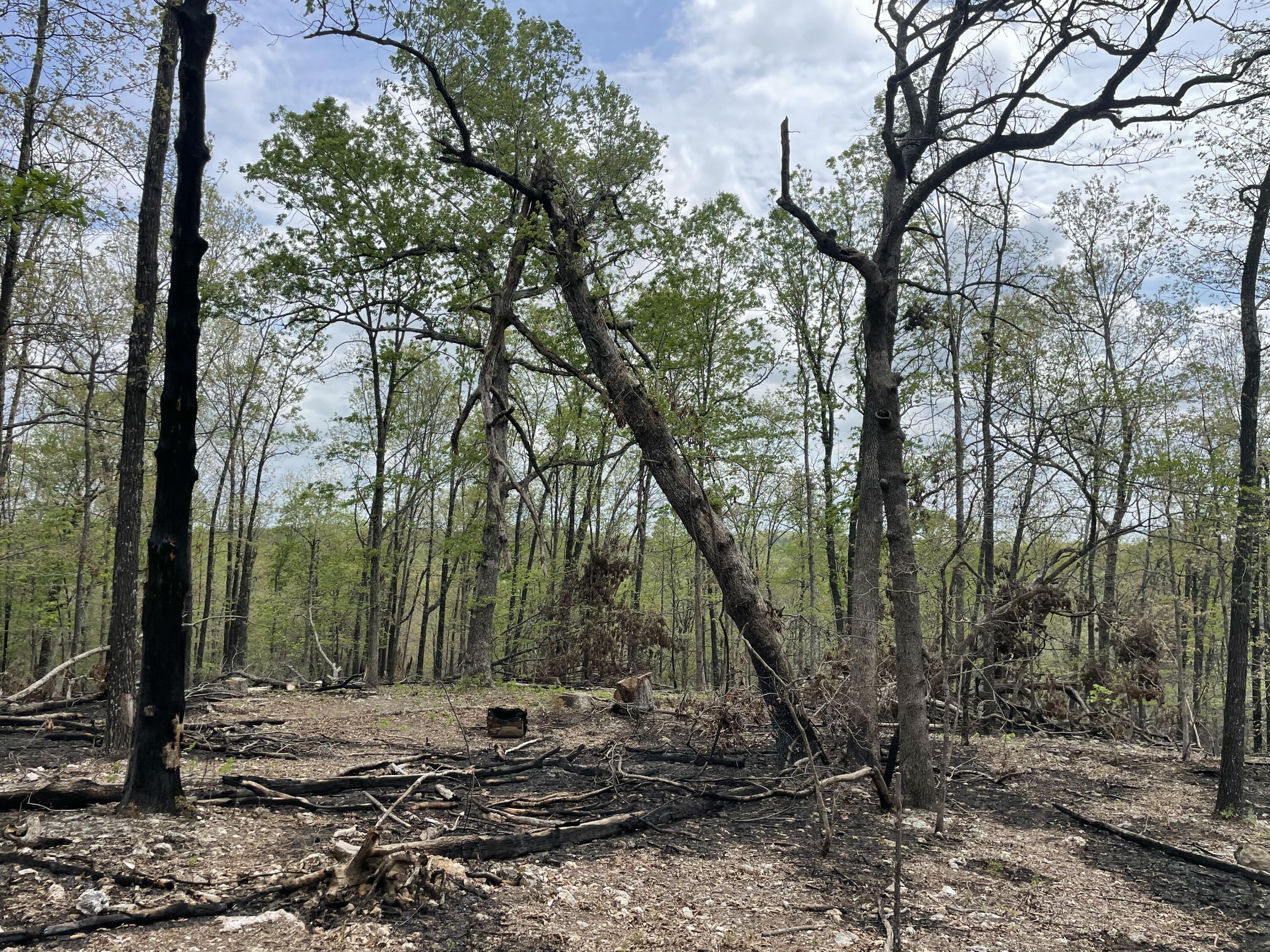 Photo 47 - Land for sale – 000  State Hwy N, Tract G   Ava, MO