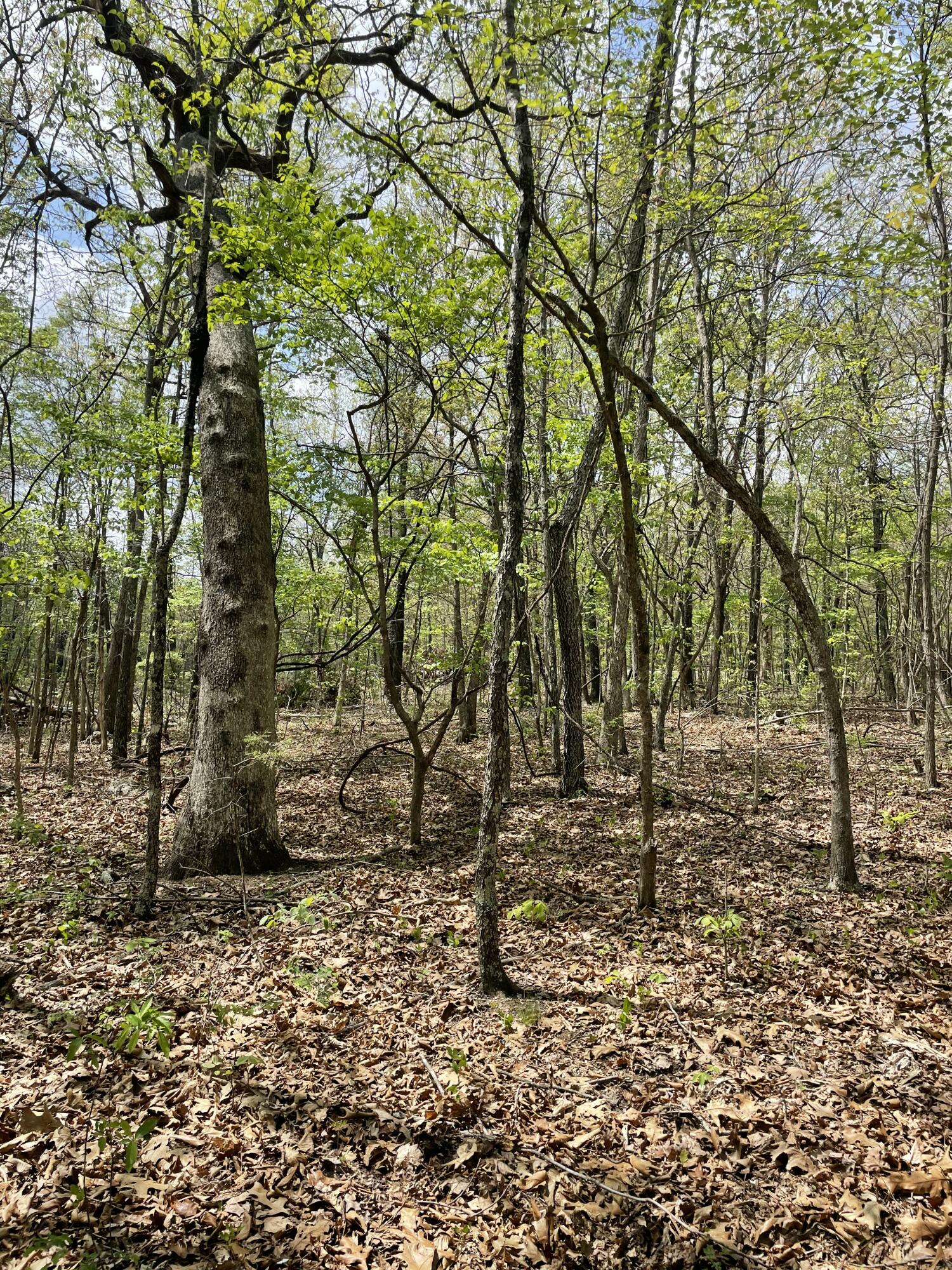 Photo 18 - Land for sale – 000  State Hwy N, Tract G   Ava, MO
