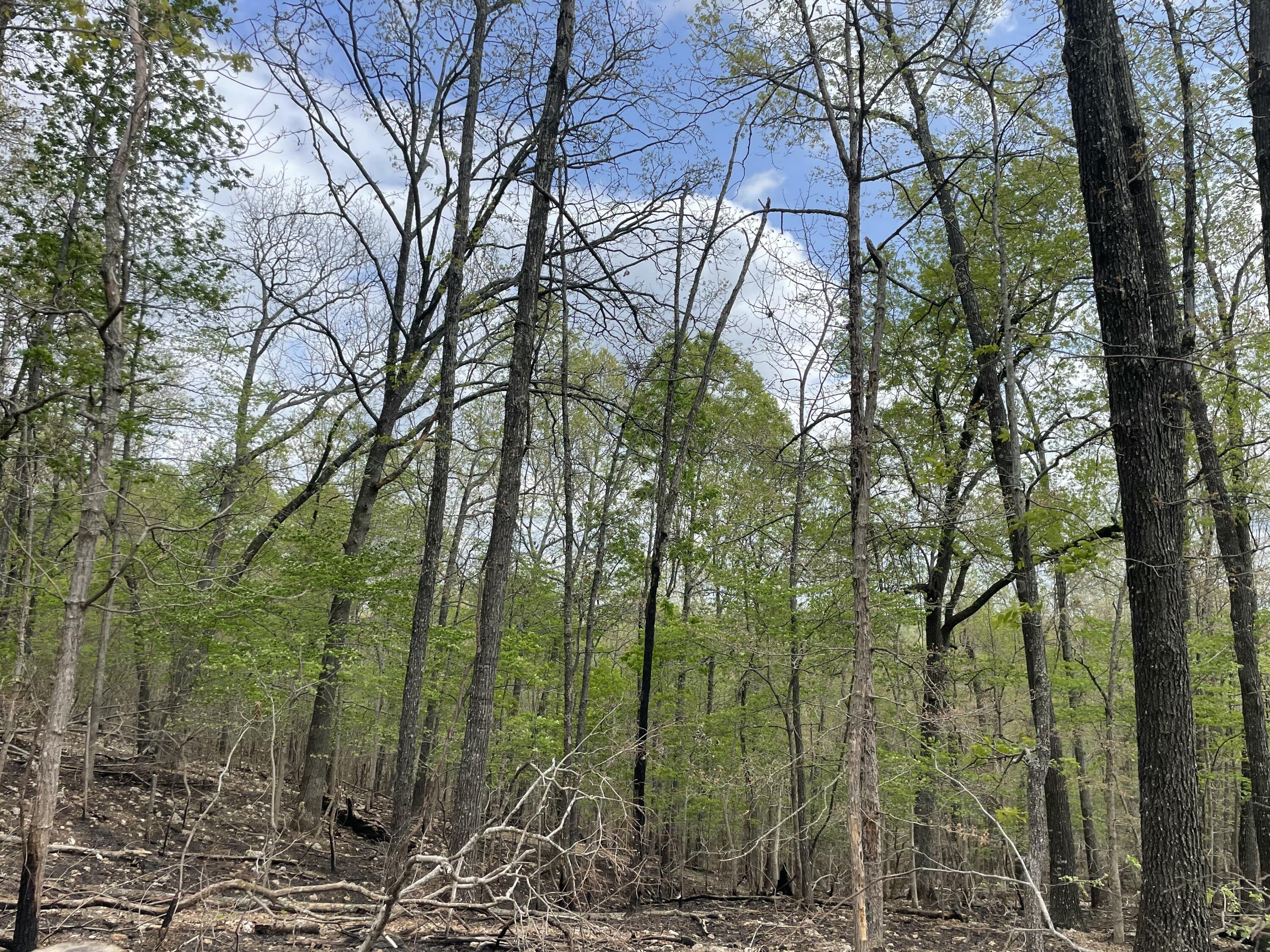 Photo 48 - Land for sale – 000  State Hwy N, Tract G   Ava, MO