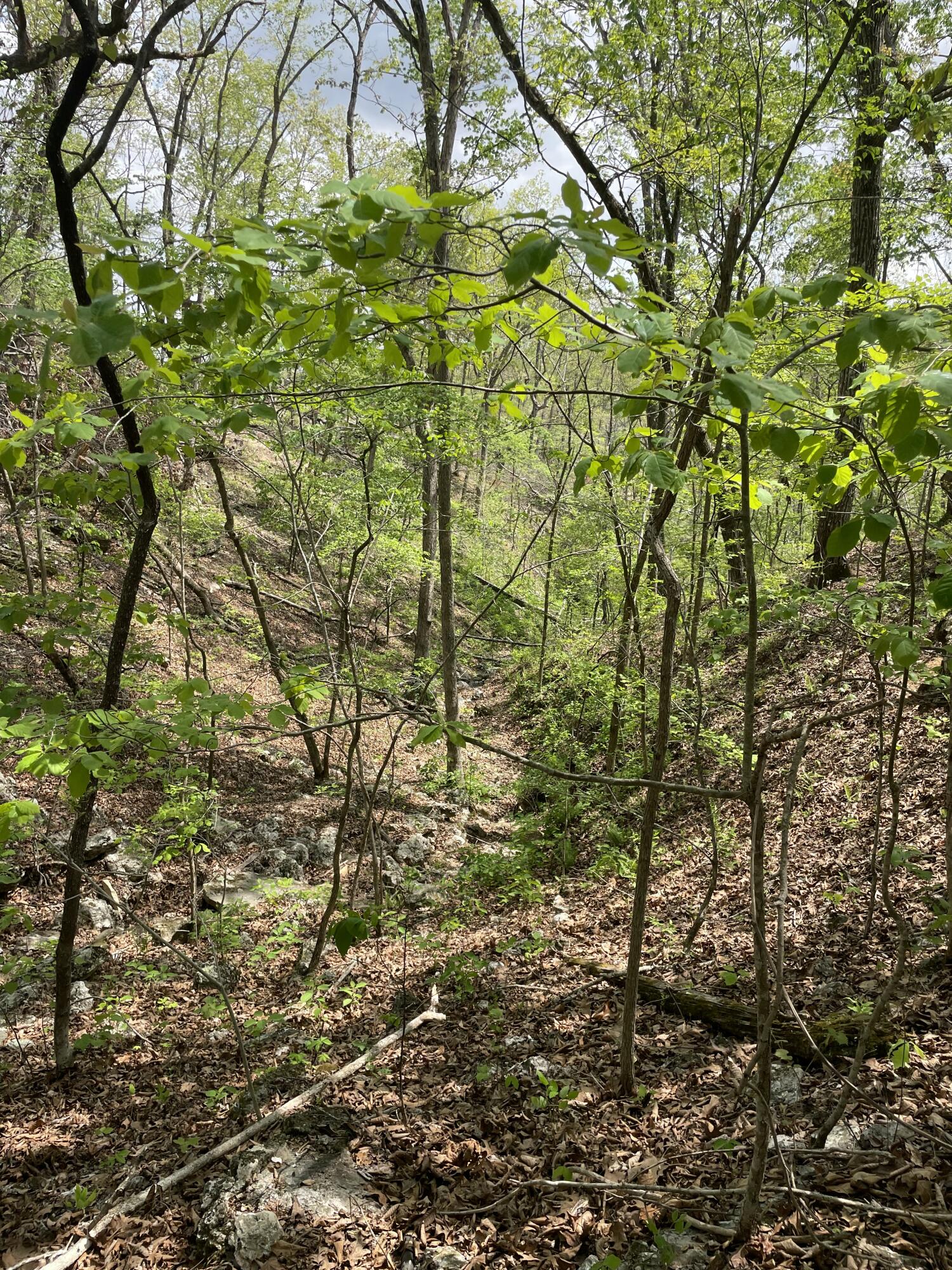 Photo 14 - Land for sale – 000  State Hwy N, Tract G   Ava, MO