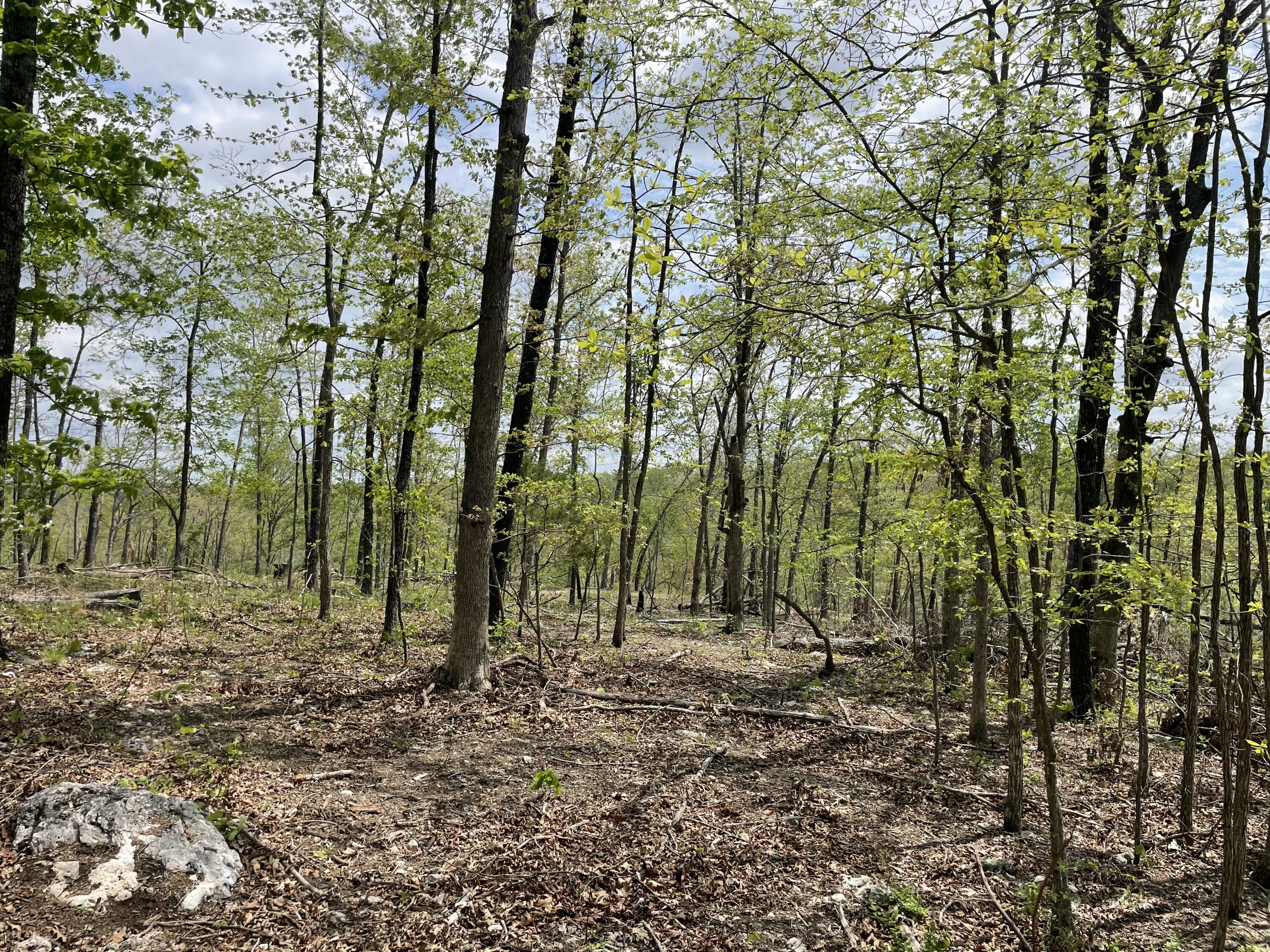 Photo 24 - Land for sale – 000  State Hwy N, Tract G   Ava, MO
