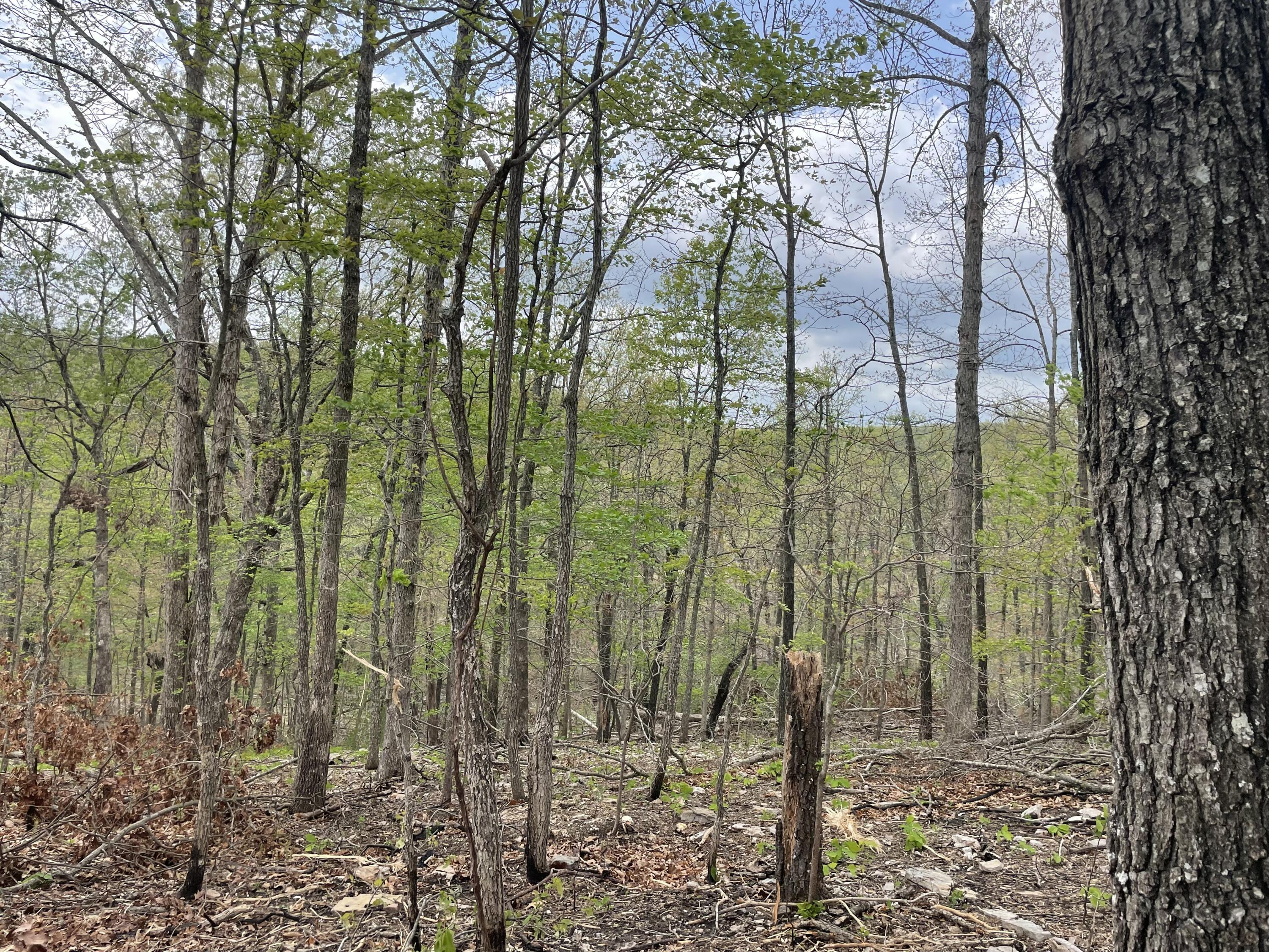 Photo 58 - Land for sale – 000  State Hwy N, Tract G   Ava, MO