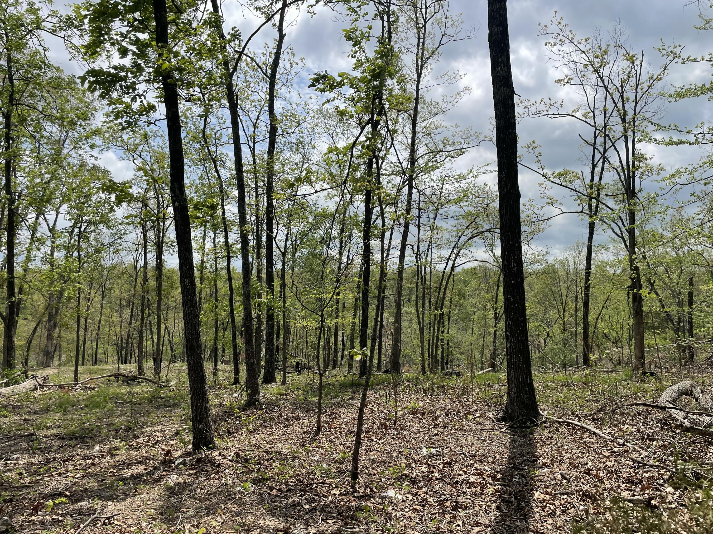 Photo 25 - Land for sale – 000  State Hwy N, Tract G   Ava, MO