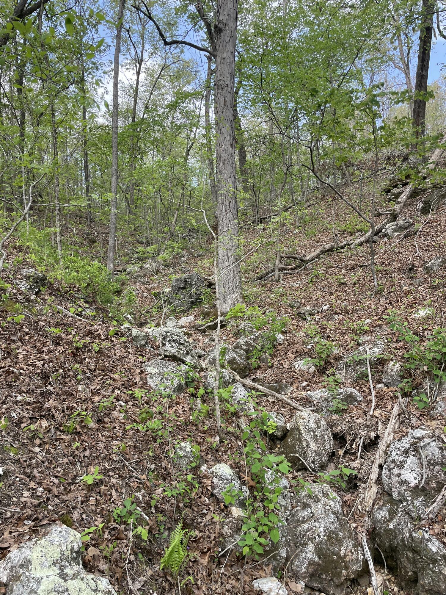 Photo 22 - Land for sale – 000  State Hwy N, Tract G   Ava, MO