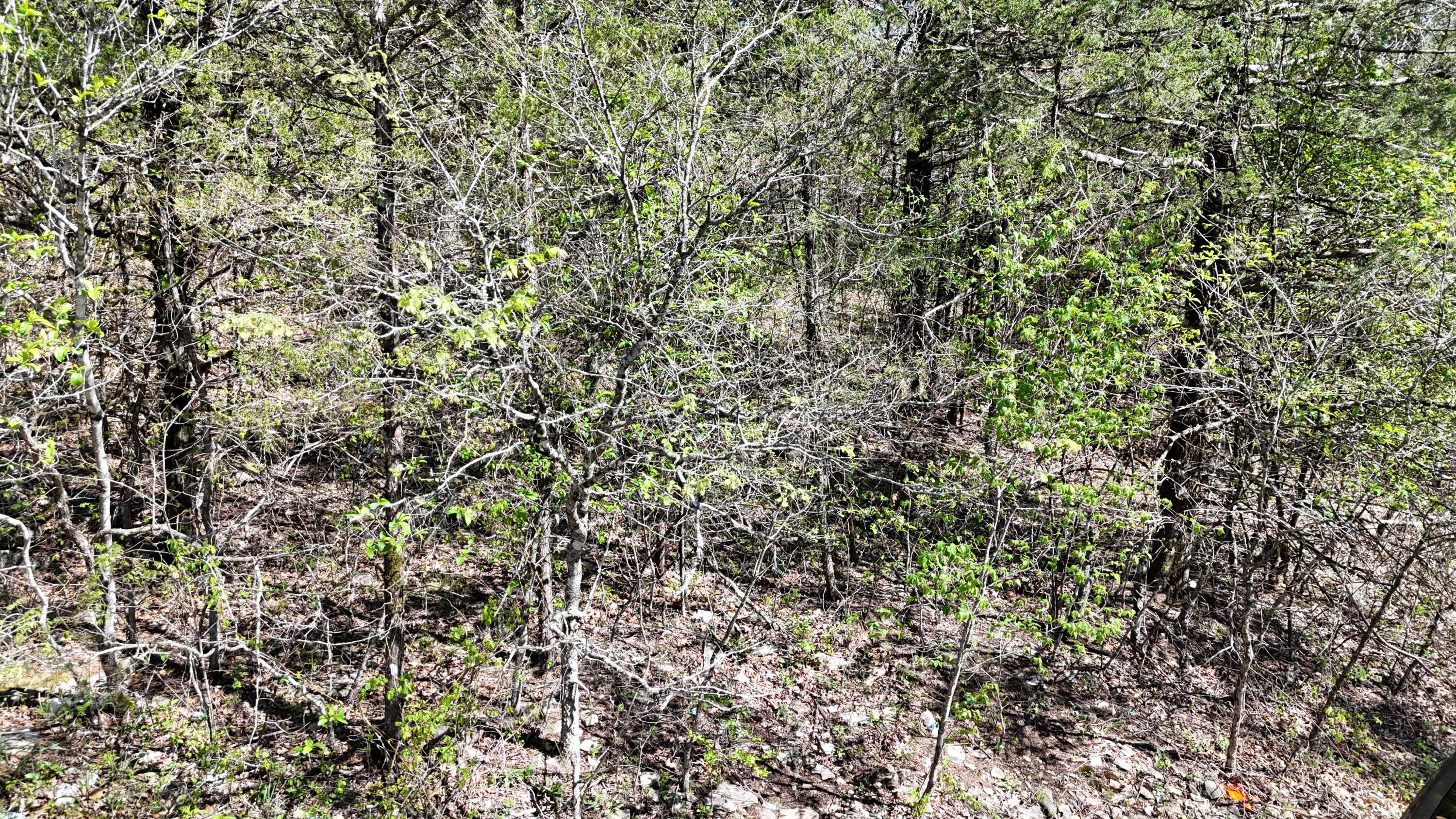 Land for sale – Lot #20  Oak Lane   Shell Knob, MO