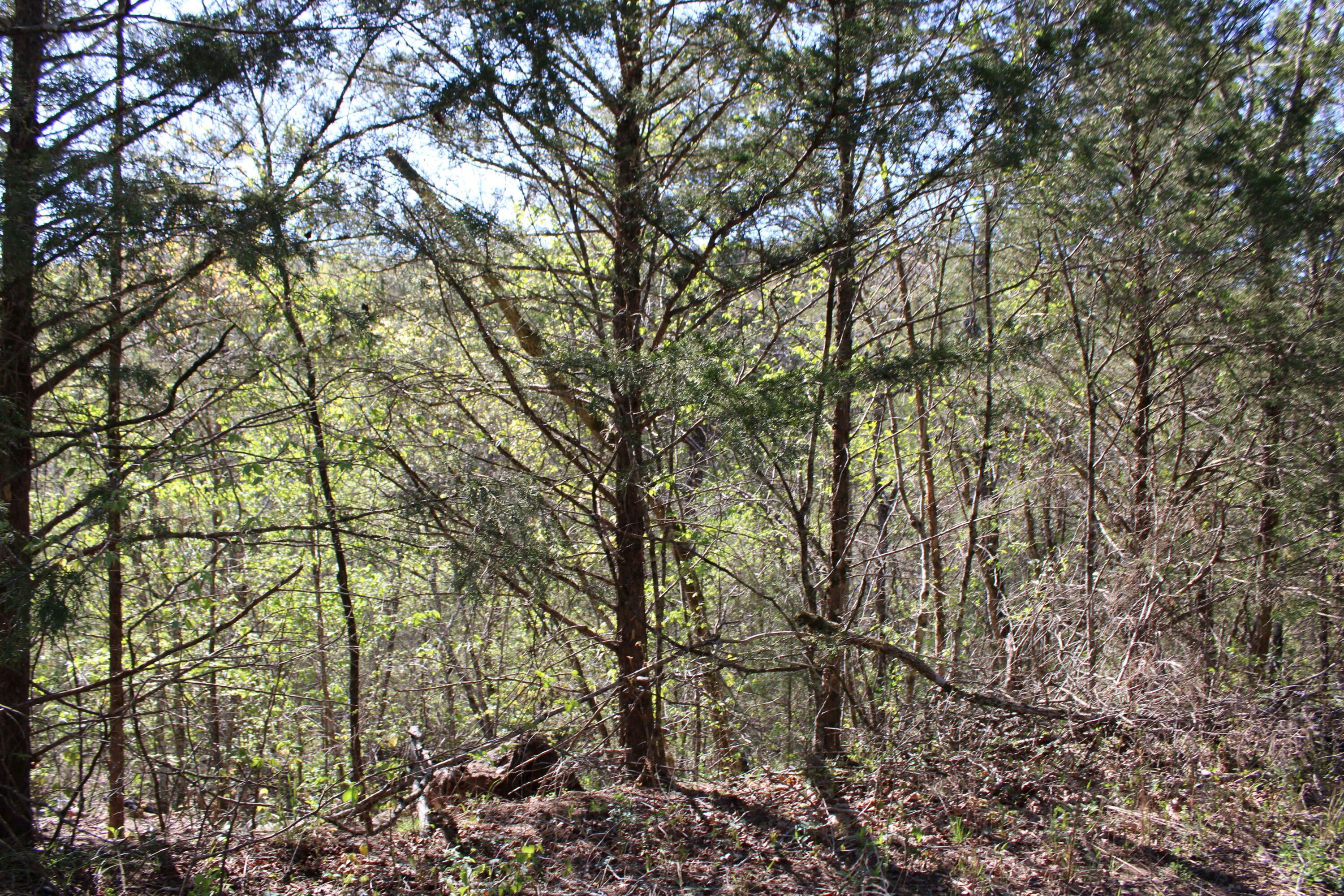 Land for sale – Lot #25  Gumbo Woods   Shell Knob, MO