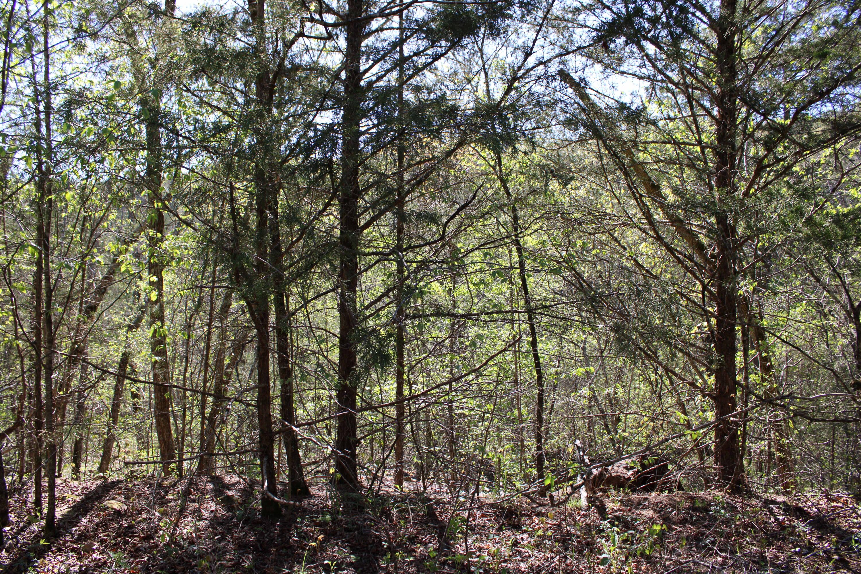 Photo 3 - Land for sale – Lot #25  Gumbo Woods   Shell Knob, MO