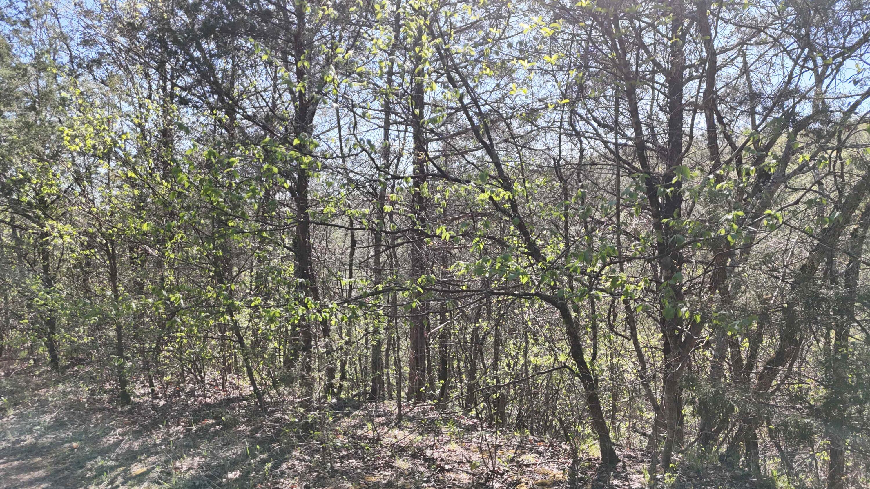Land for sale – Lot #46  Gumbo Woods   Shell Knob, MO