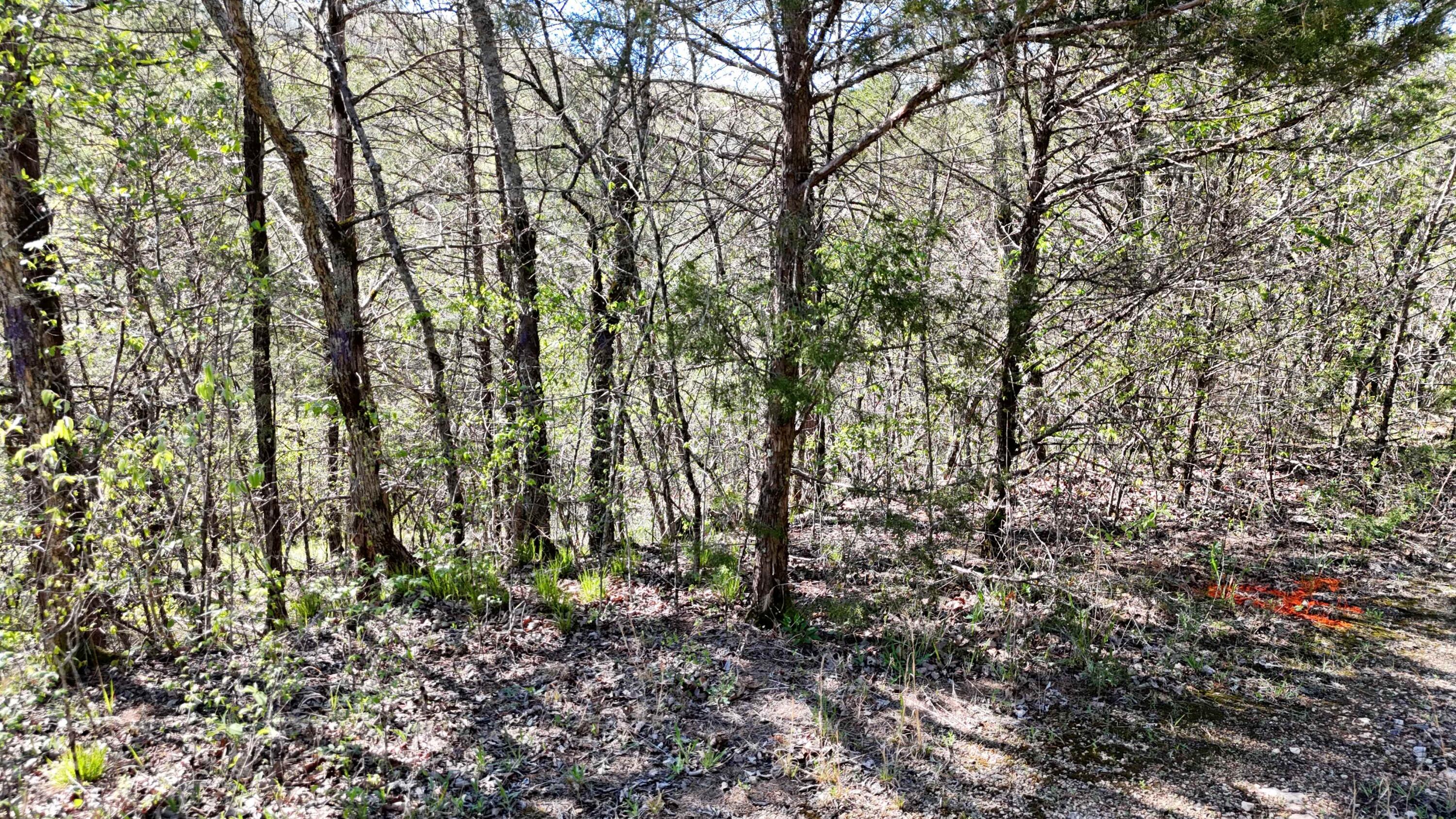 Photo 3 - Land for sale – Lot #46  Gumbo Woods   Shell Knob, MO