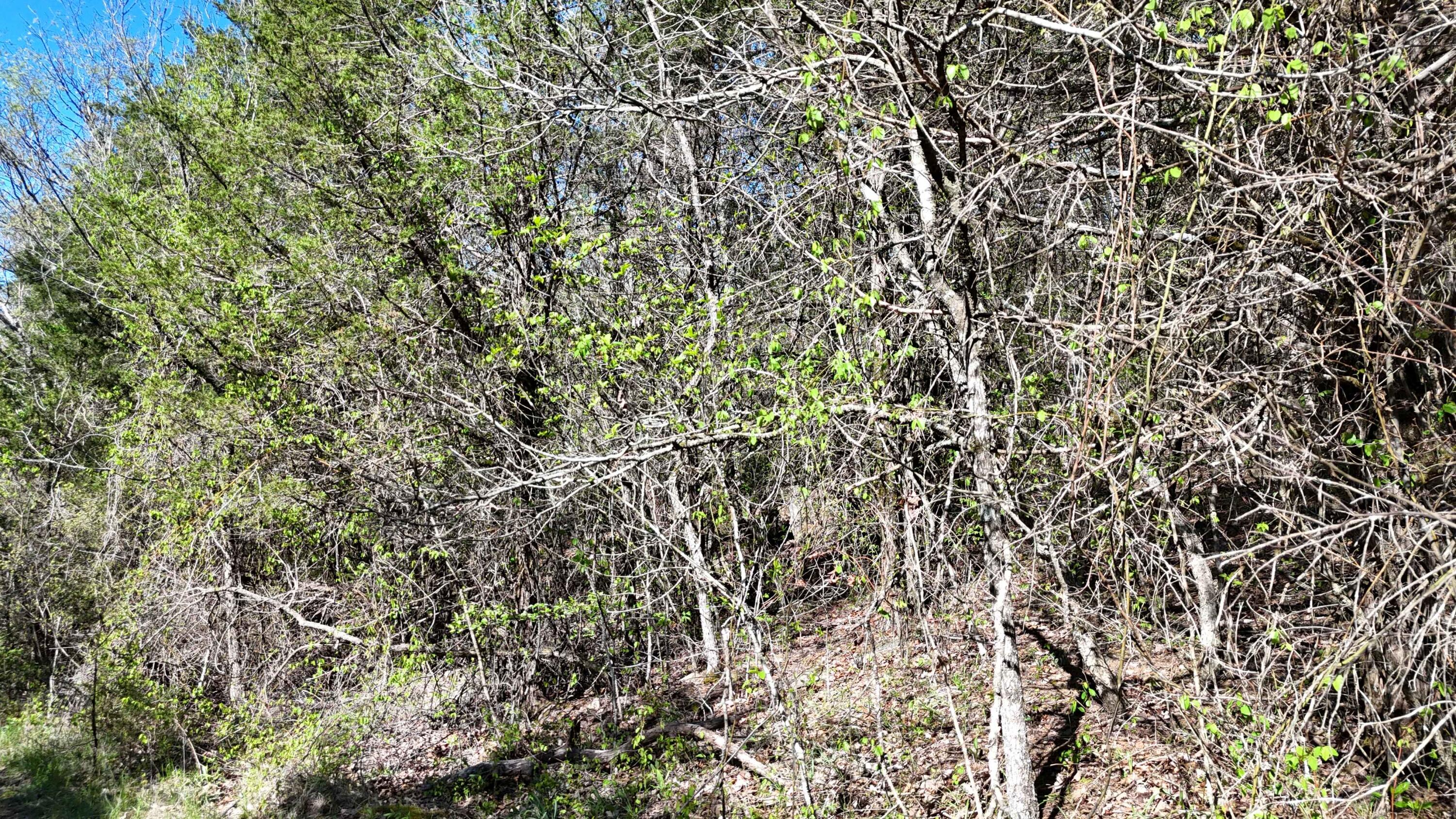 Land for sale – Lot #50 Gumbo Woods Shell Knob, MO
